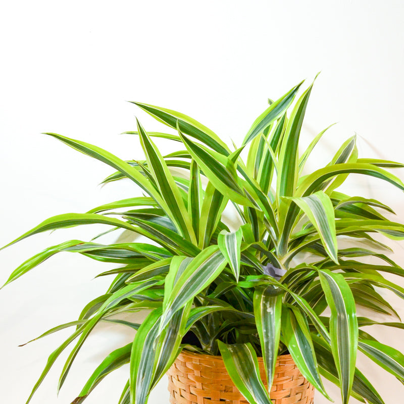 Dracaena  Dragon Lemon Surprise