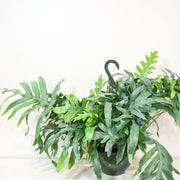 Blue Star Fern (Phlebodium aureum)