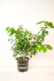 Lemon Tree