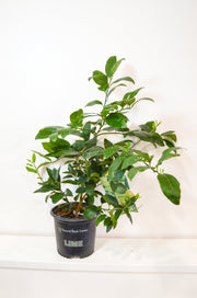 Lime Tree