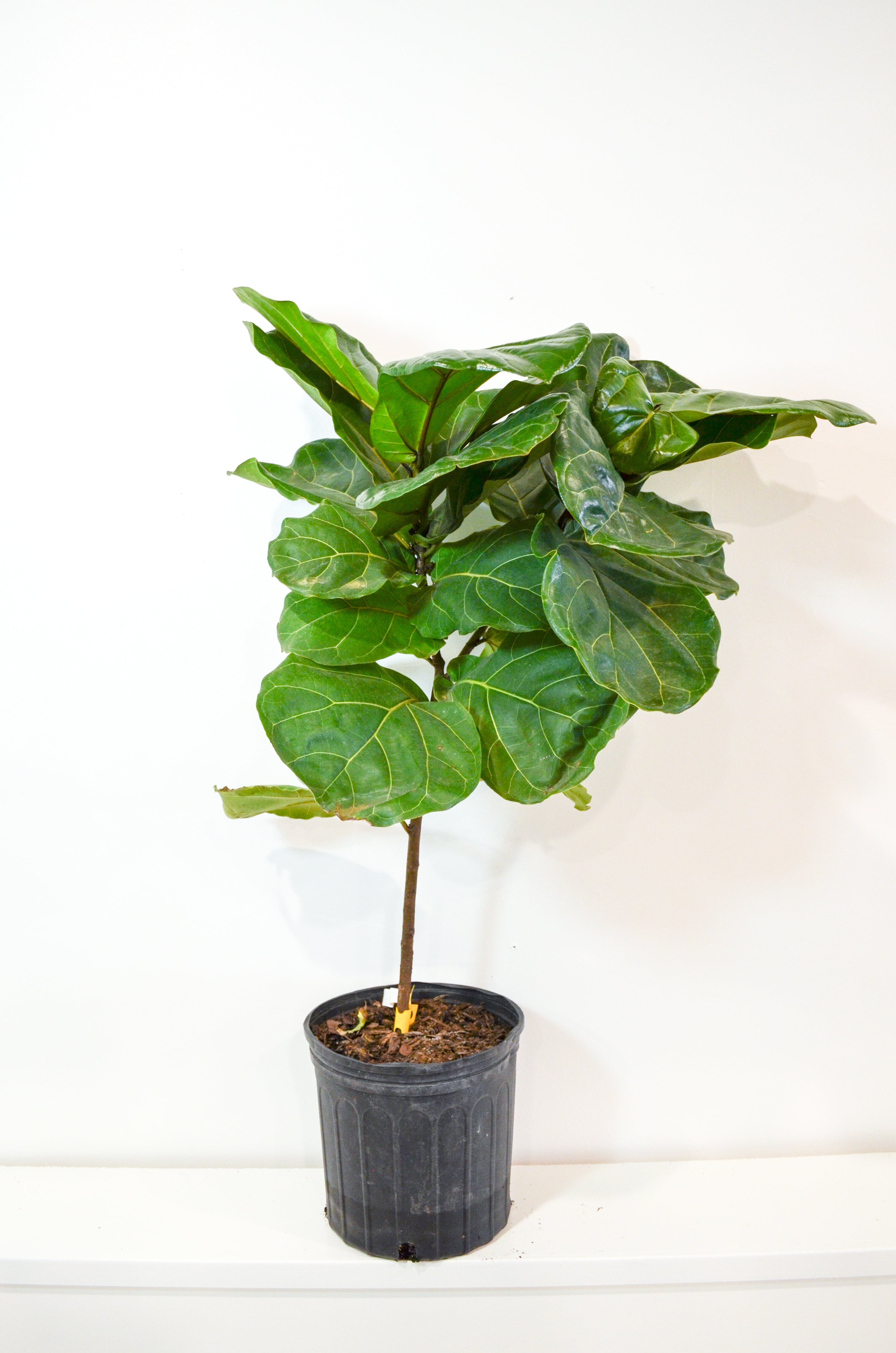 Fiddle-leaf Fig (Ficus lyrata)