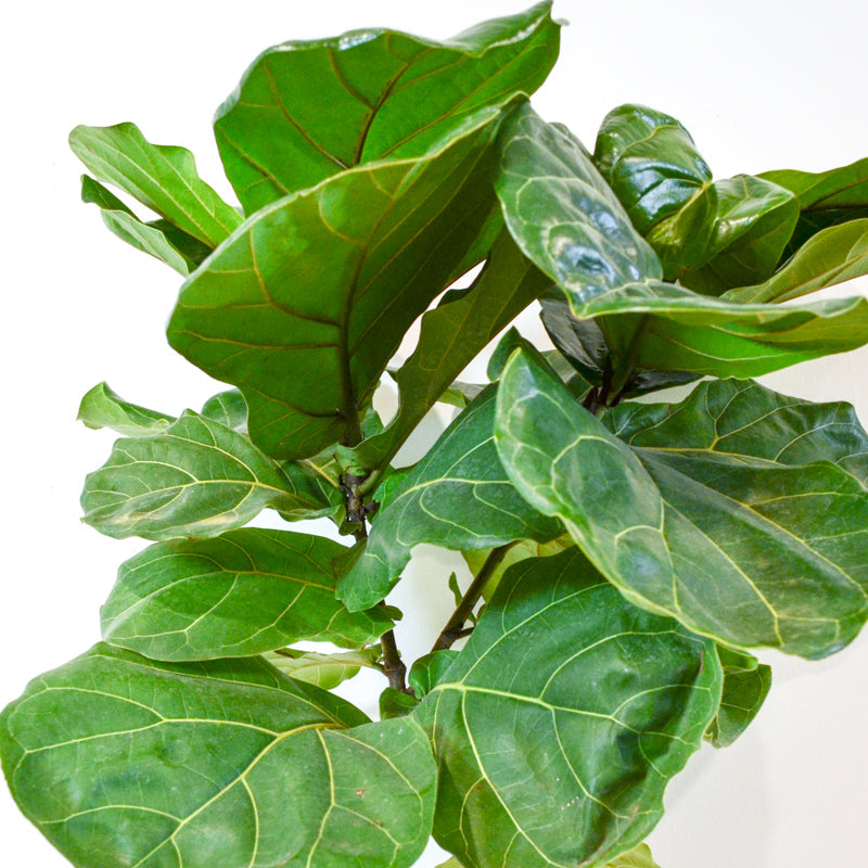 Fiddle-leaf Fig (Ficus lyrata)