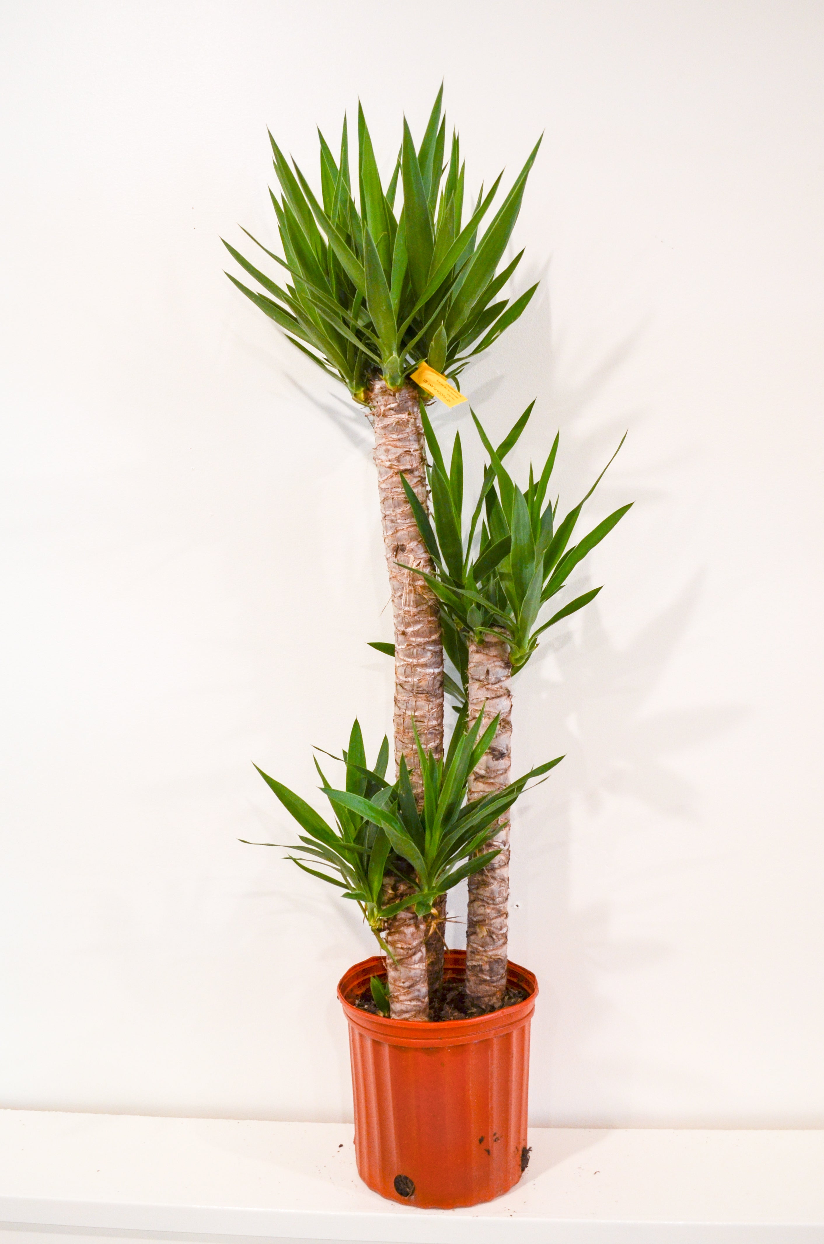 Yucca Cane Plant