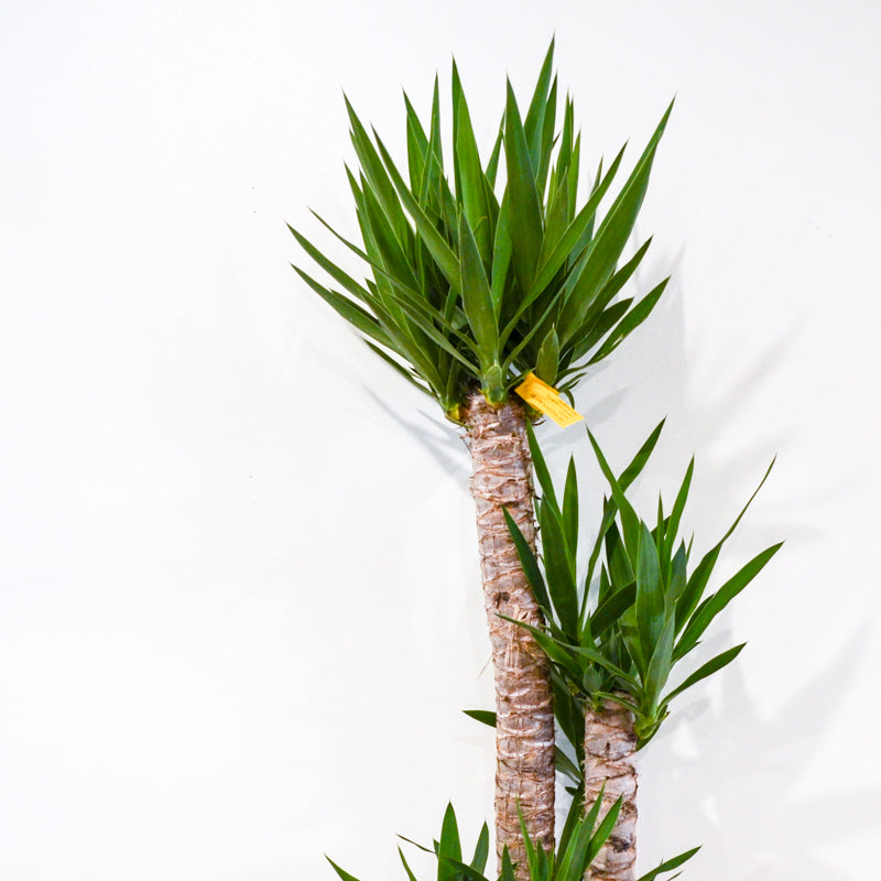 Yucca Cane Plant