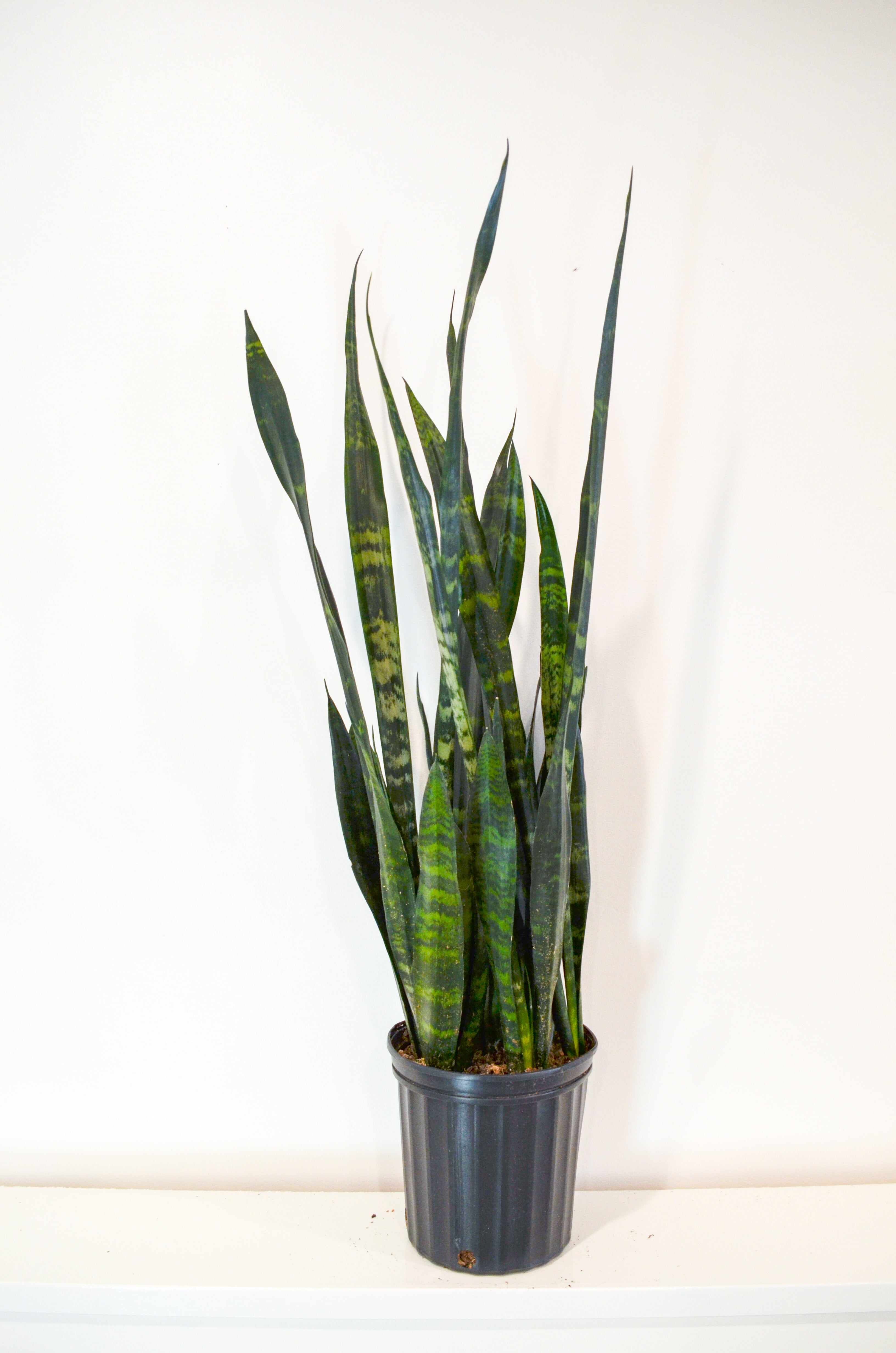 Snake Plant, Green (Sansevieria trifasciata)