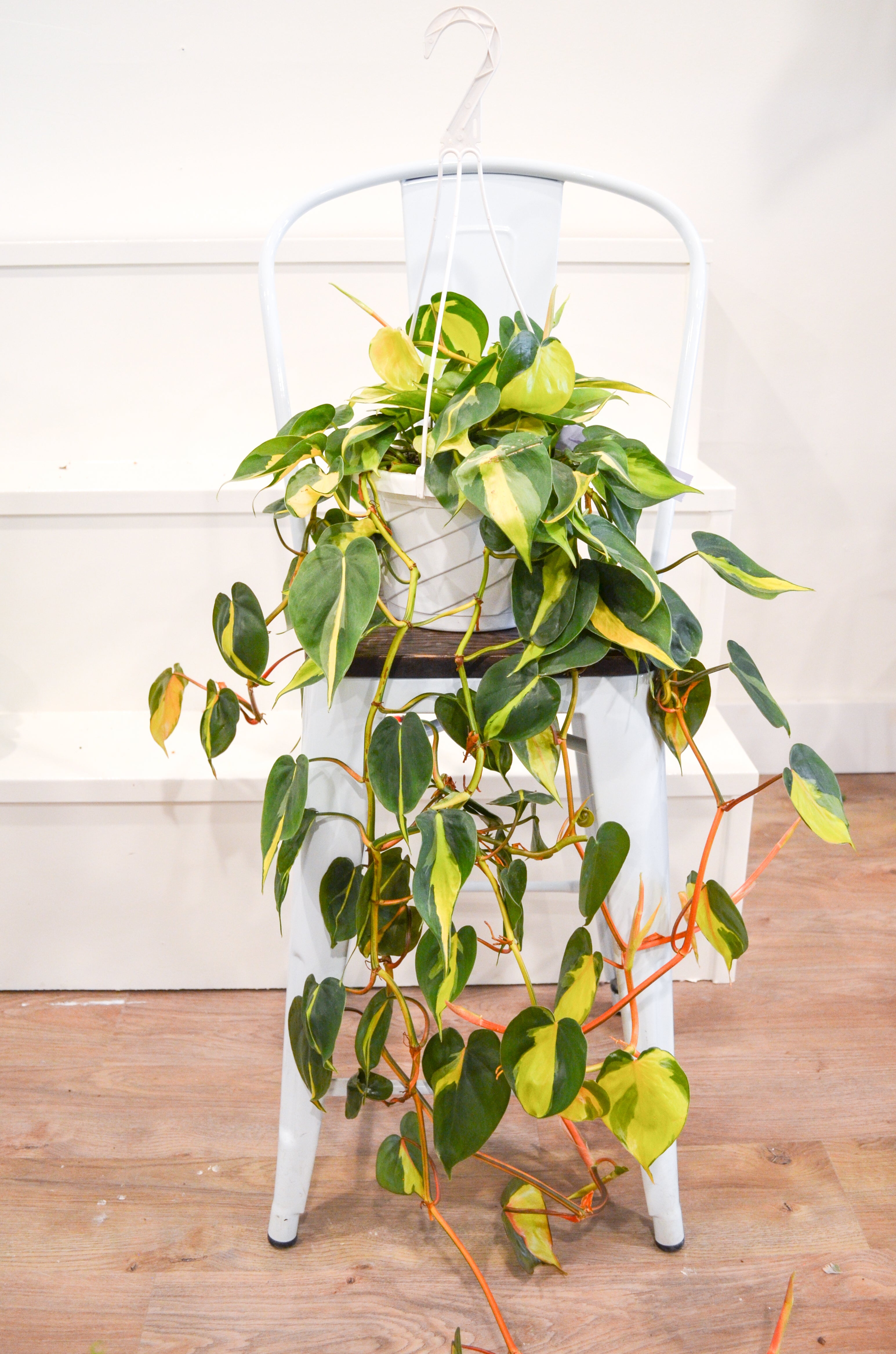 Heart Leaf Philodendron "Brasil" (Hederaceum)