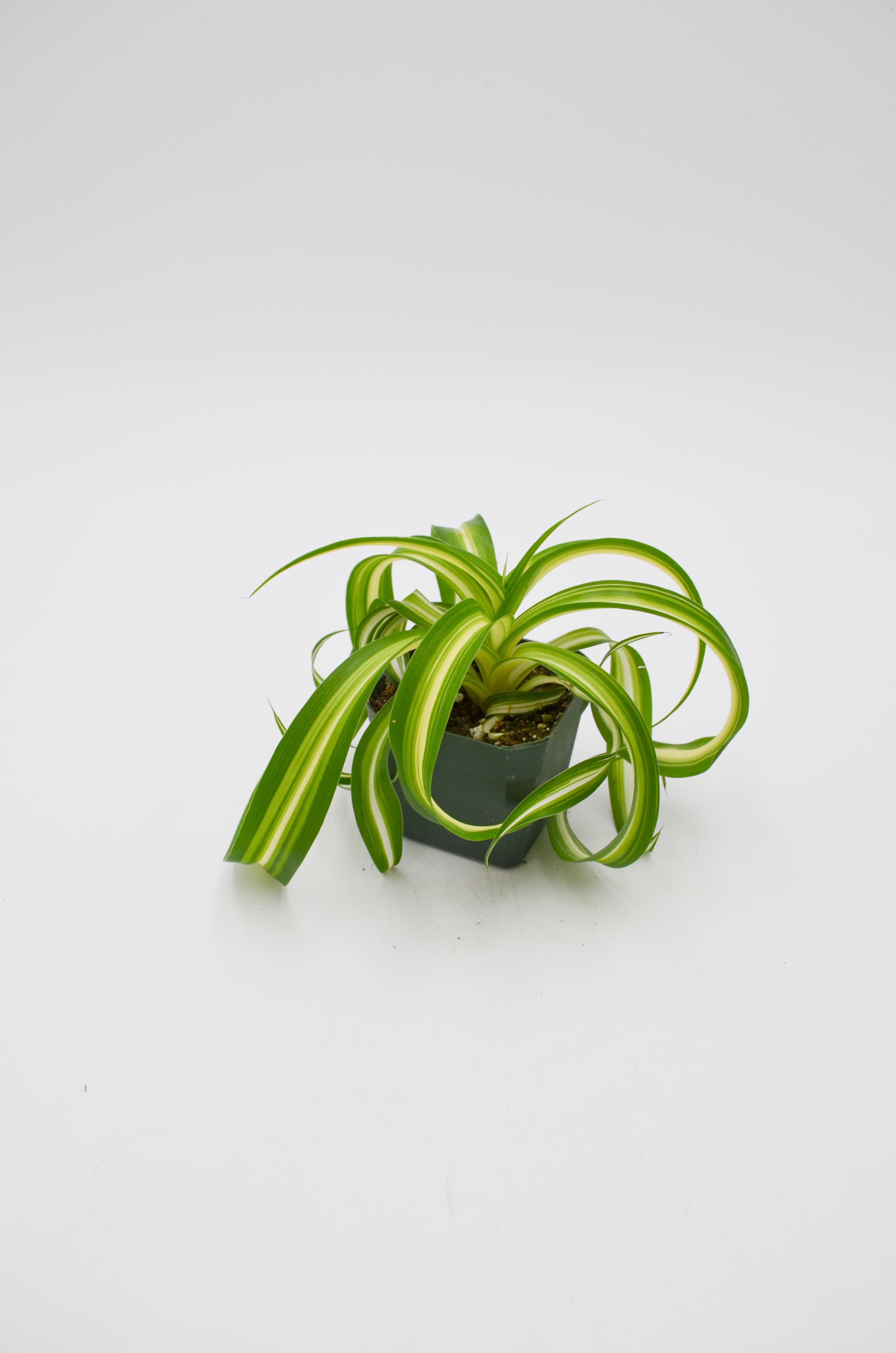 Curly Spider Plant "Bonnie" (Chlorophytum comosum)