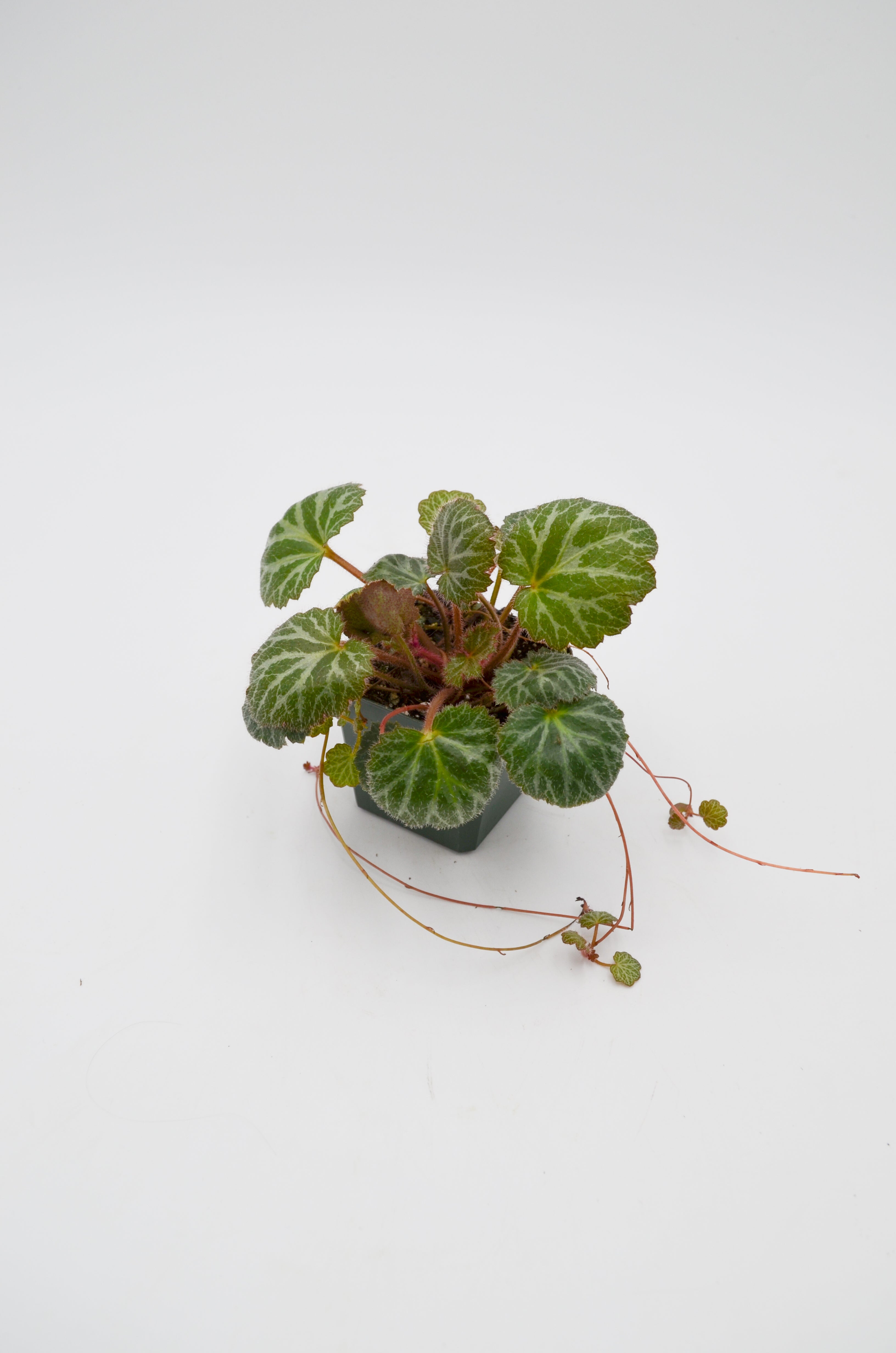 Strawberry Saxifrage (Saxifraga stolonifera)