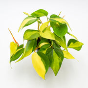 Heart Leaf Philodendron "Brasil" (Hederaceum)