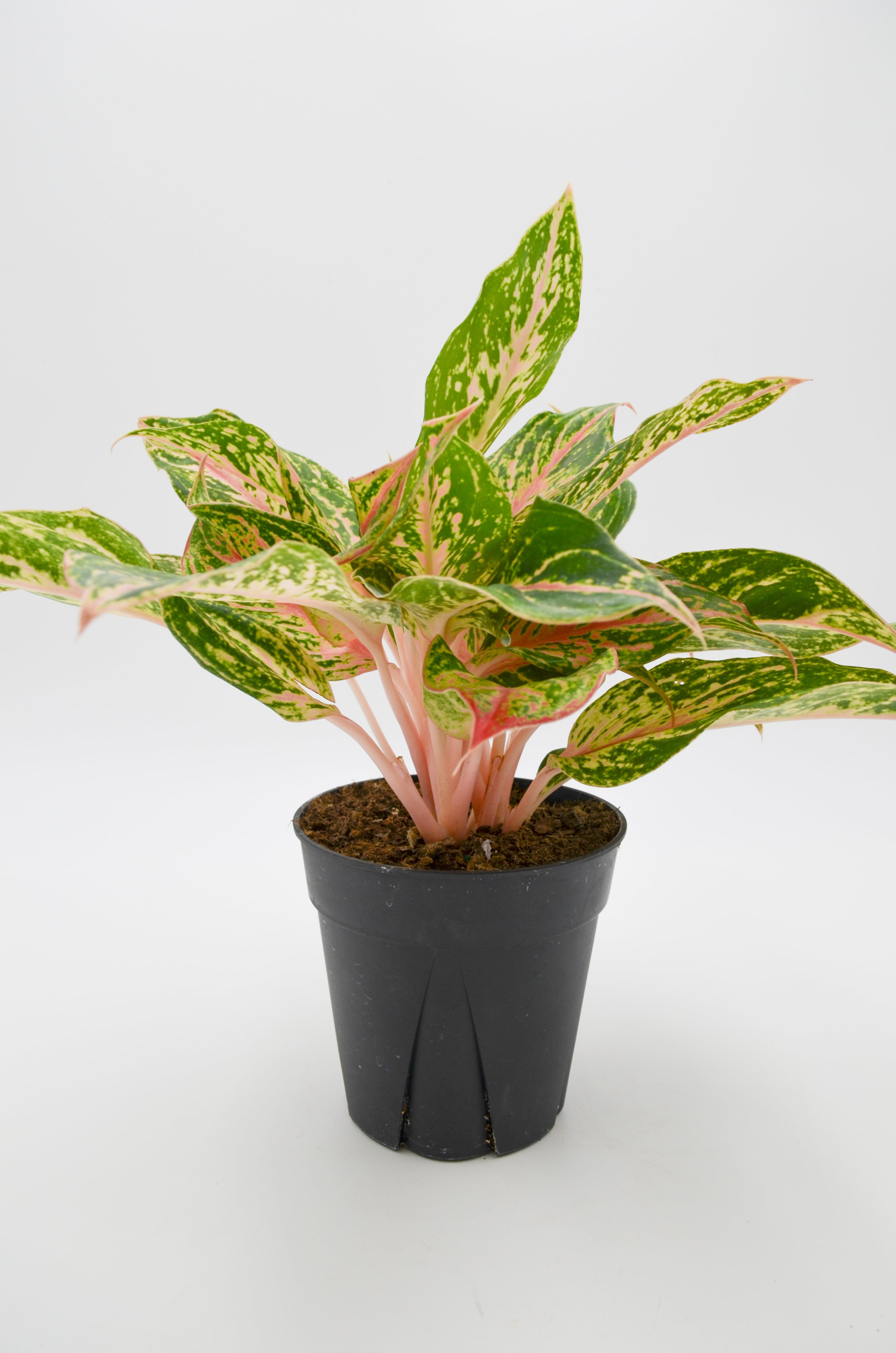 Chinese Evergreen "Sparkling Sarah" (Aglaonema)