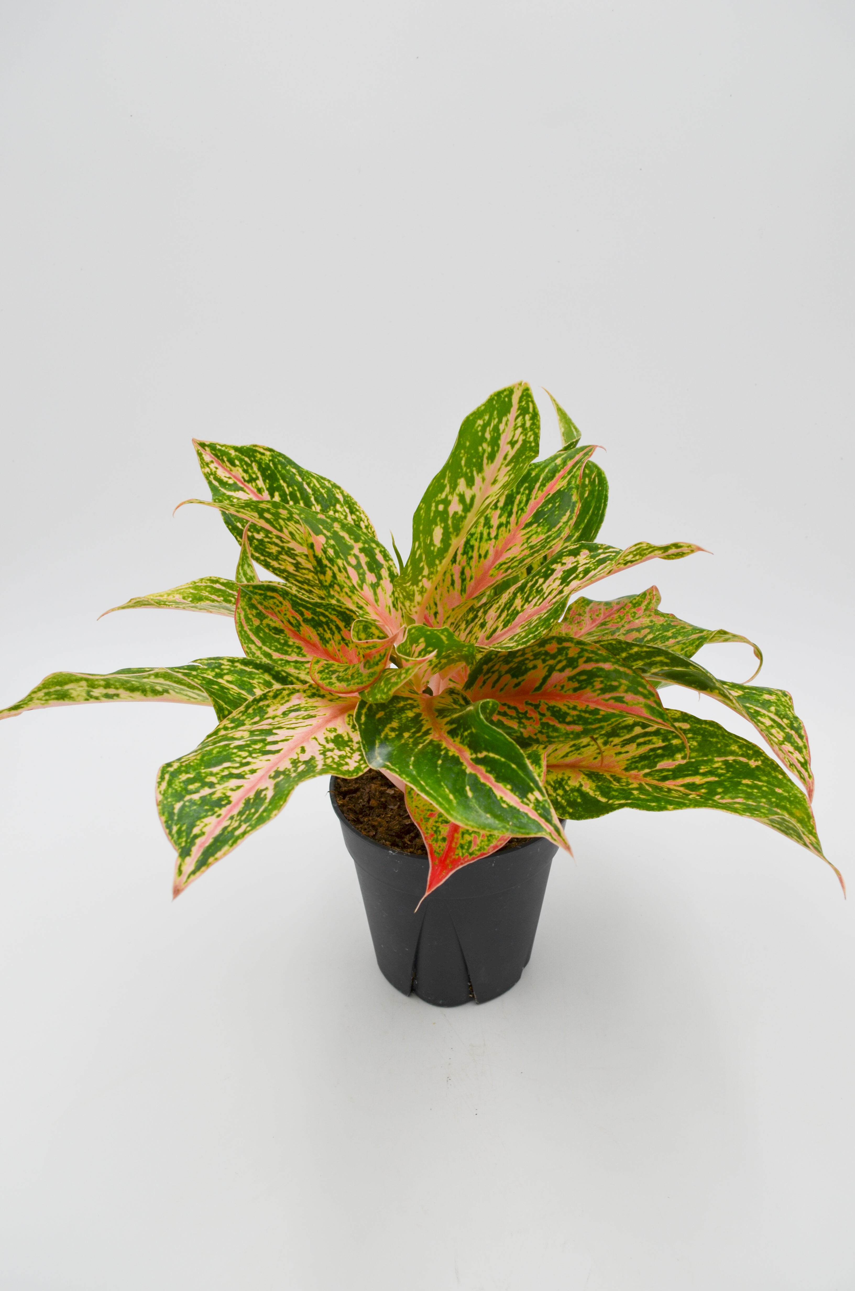 Chinese Evergreen "Sparkling Sarah" (Aglaonema)