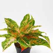 Chinese Evergreen "Sparkling Sarah" (Aglaonema)
