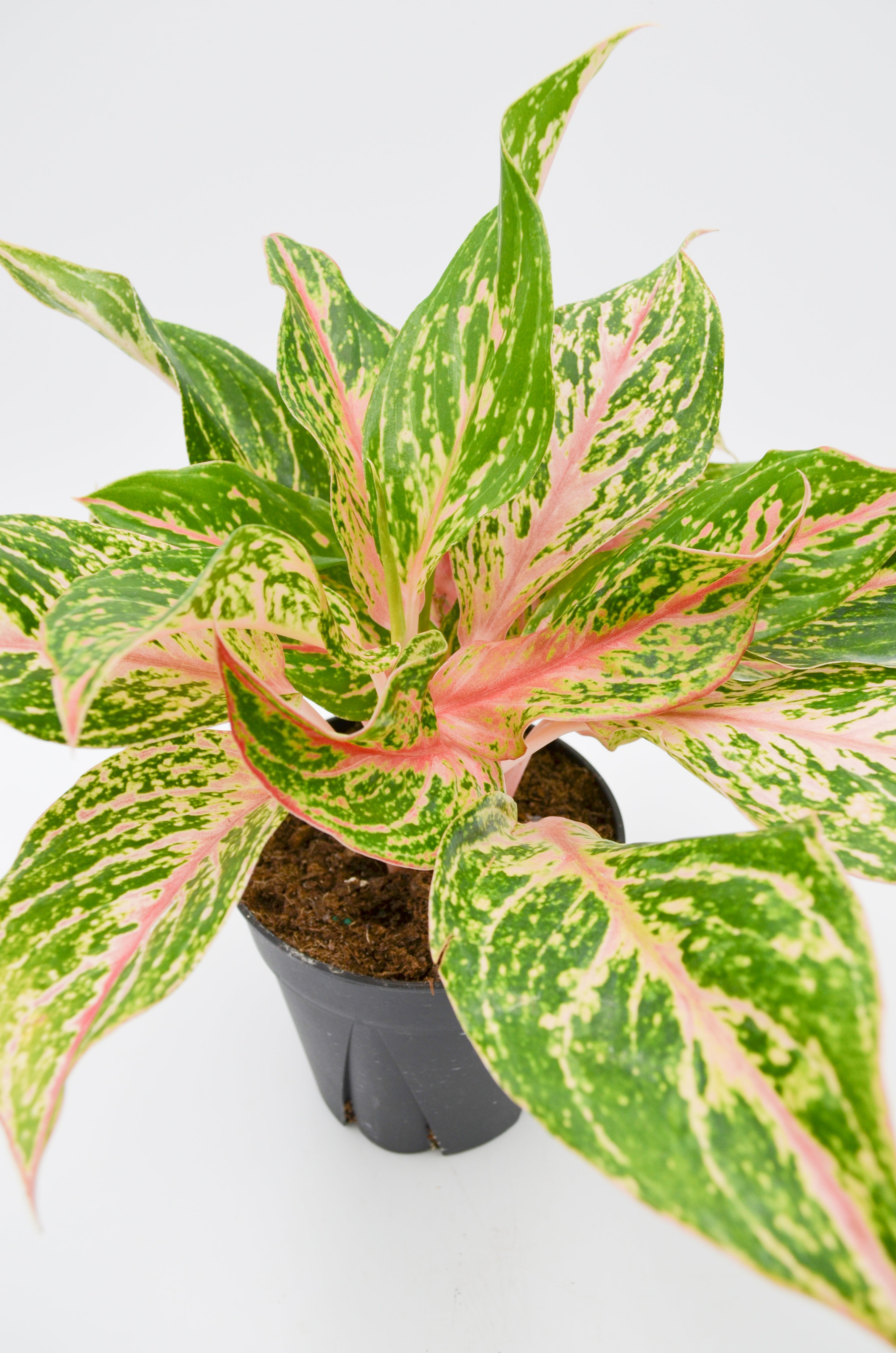 Chinese Evergreen "Sparkling Sarah" (Aglaonema)