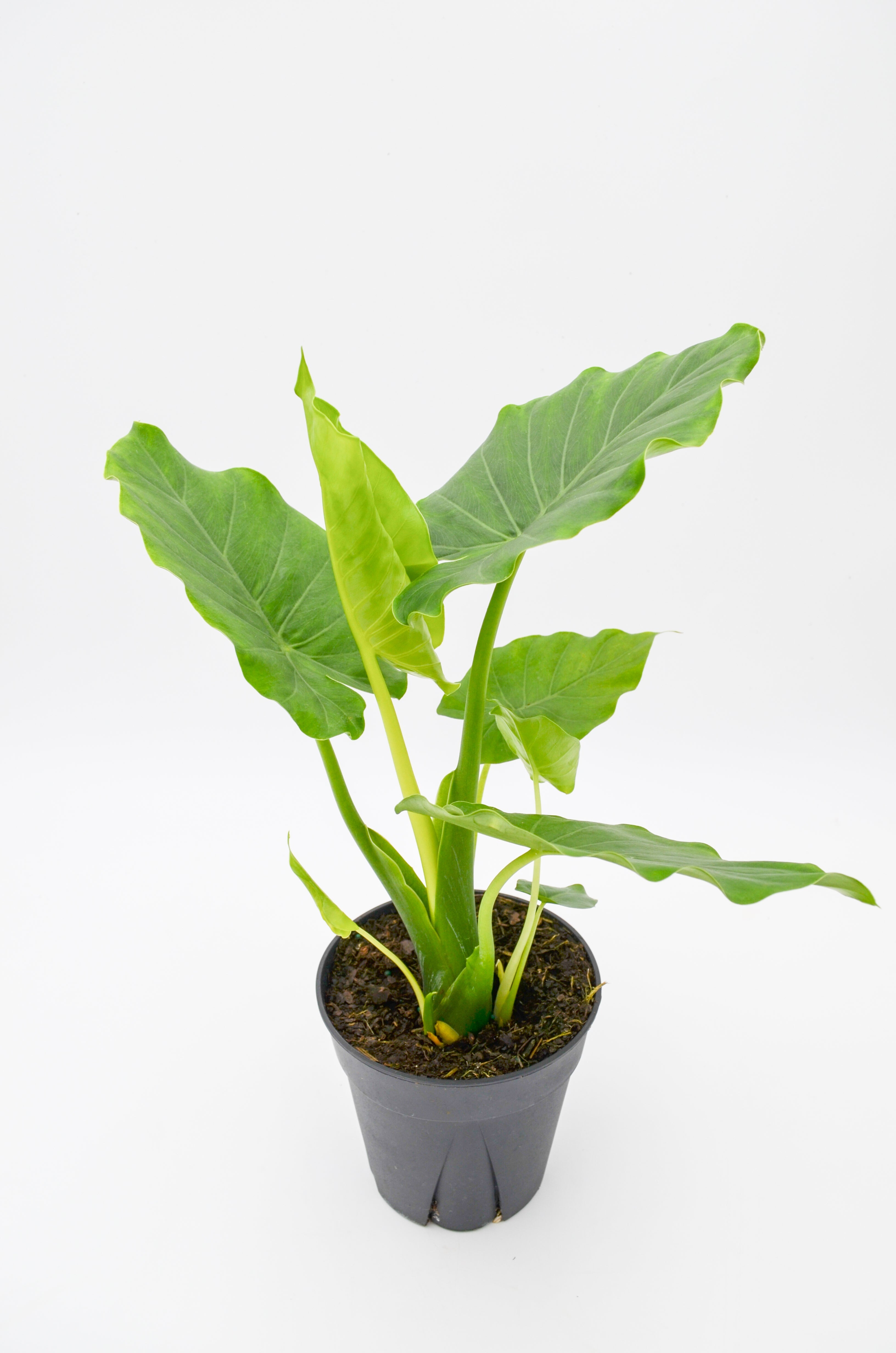 Elephant Ear (Colocasia)