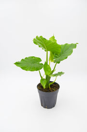 Elephant Ear (Colocasia)
