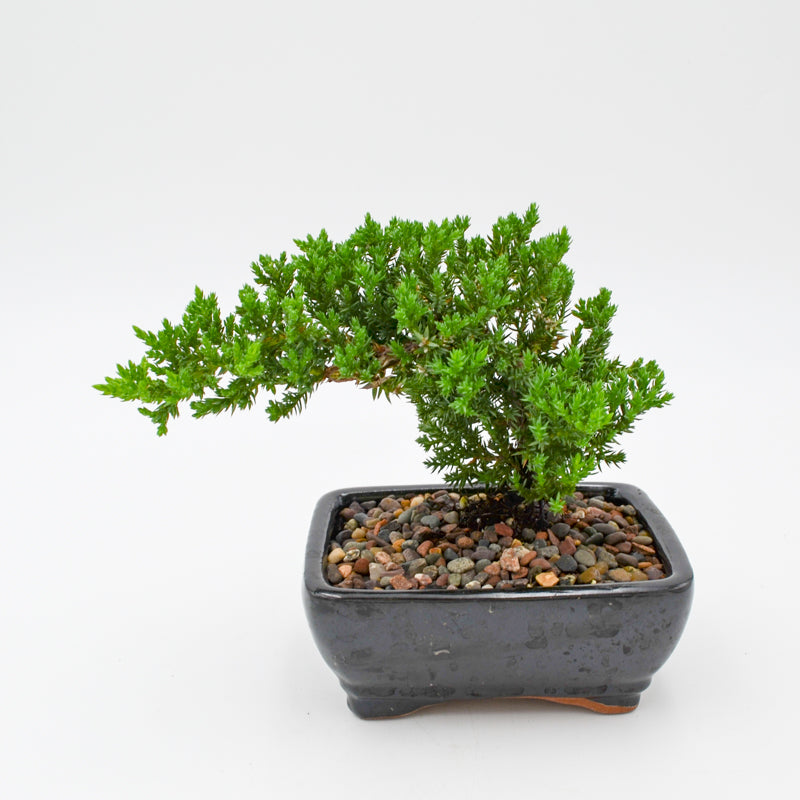Juniper Bonsai in Ceramic Dish