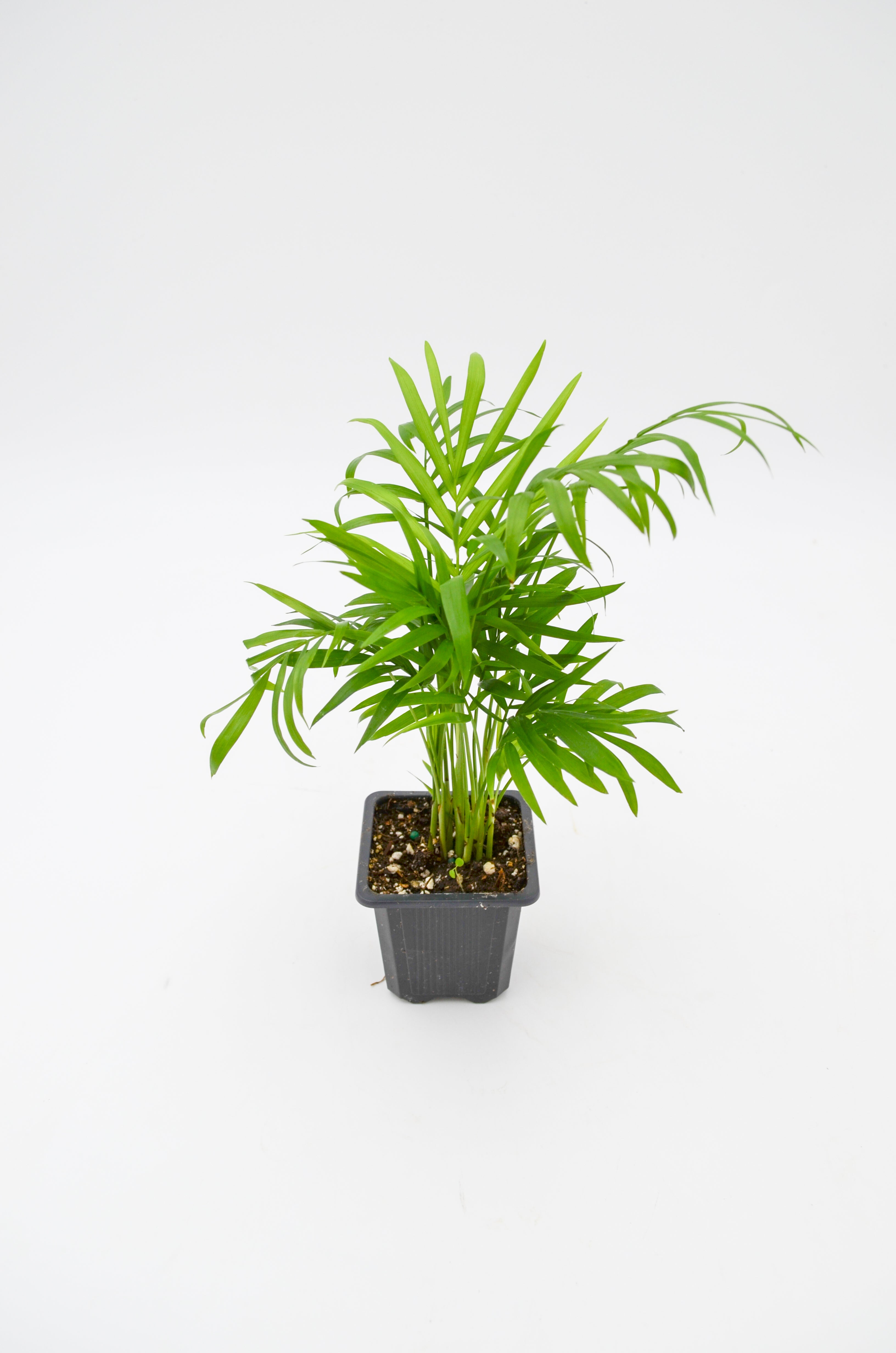 Parlour Palm (Chamaedorea elegans)