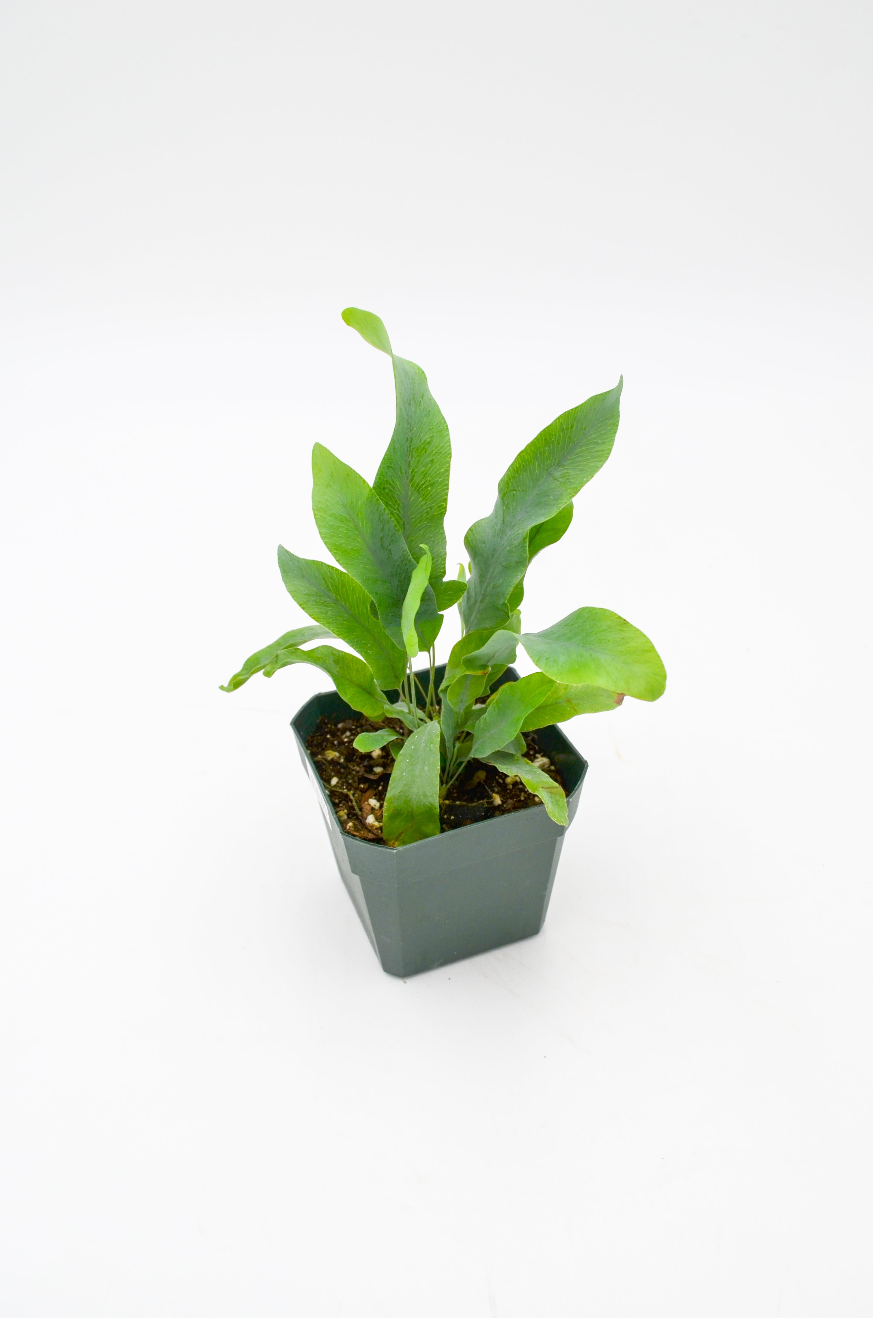 Blue Star Fern (Phlebodium aureum)