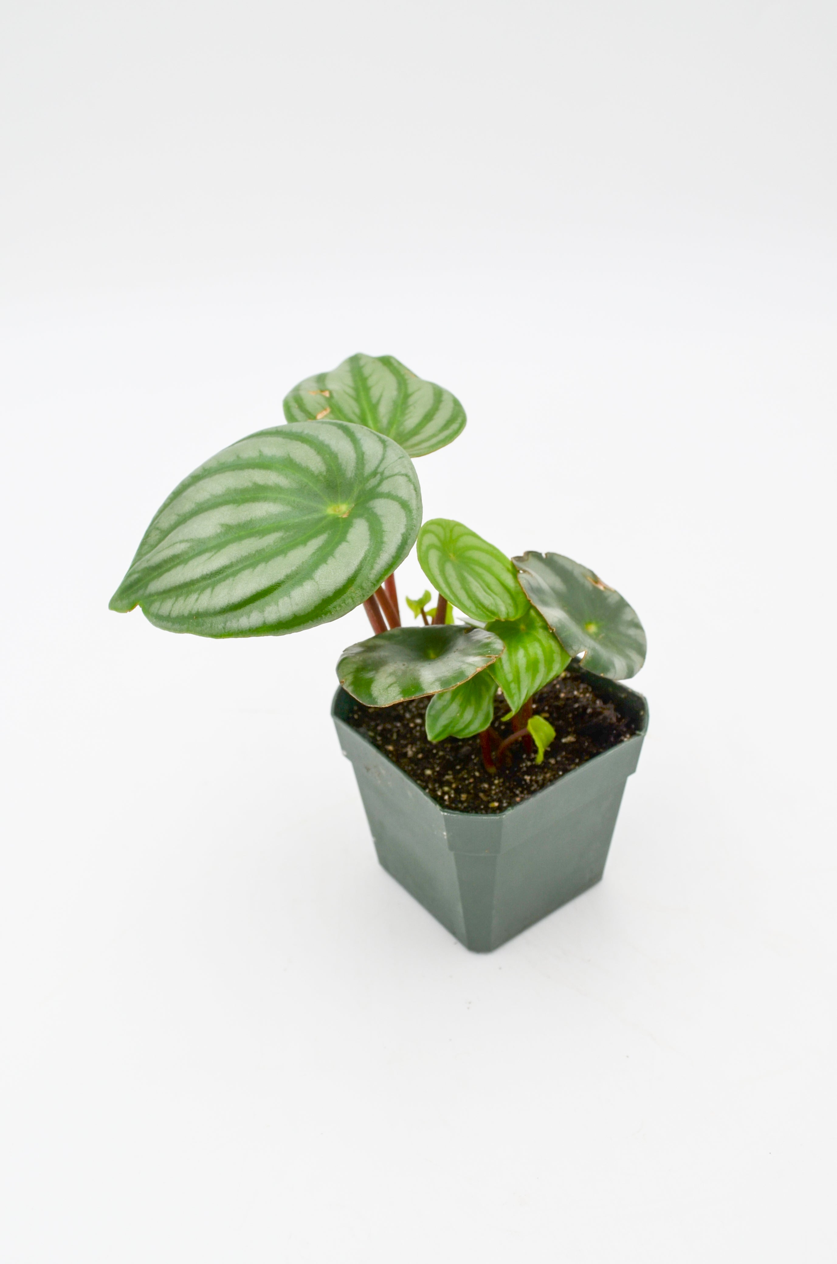 Watermelon Peperomia (Peperomia argyreia)