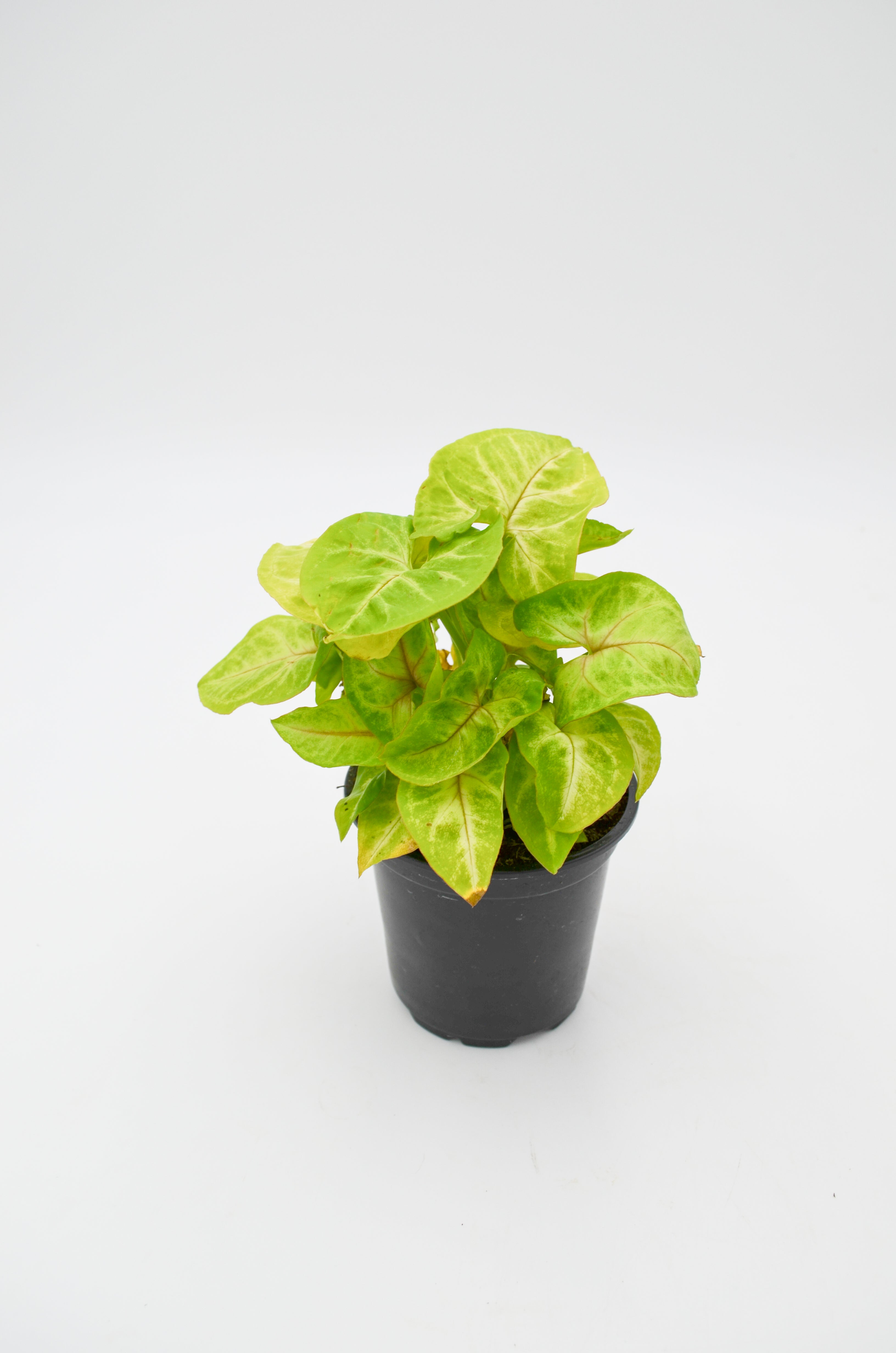 Arrowhead Vine, Pixie Lime Green (Syngonium podophyllum)
