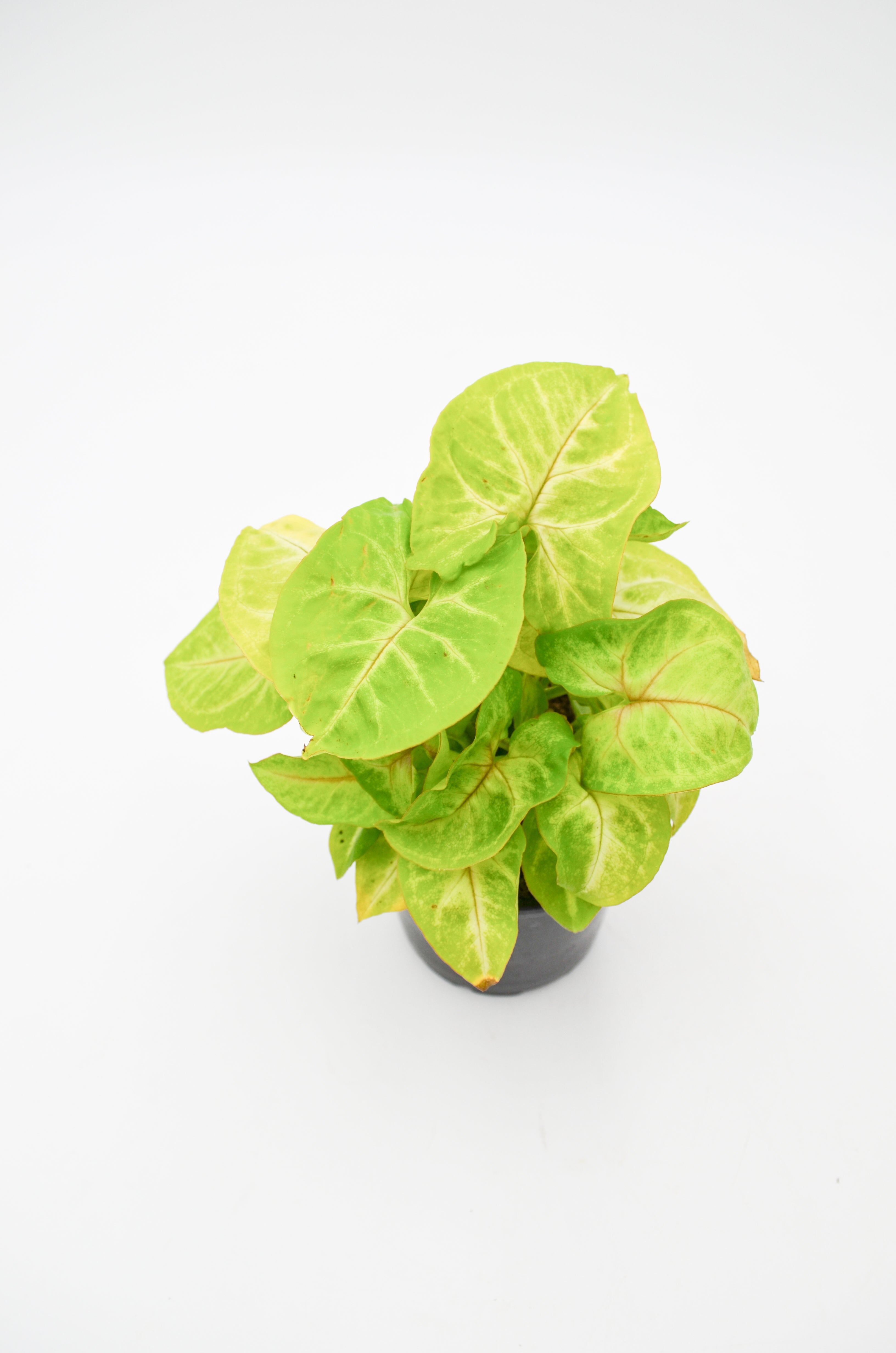 Arrowhead Vine, Pixie Lime Green (Syngonium podophyllum)