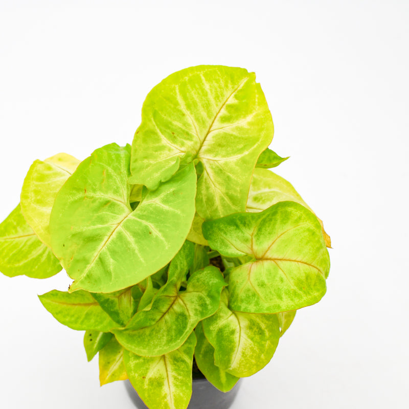 Arrowhead Vine, Pixie Lime Green (Syngonium podophyllum)