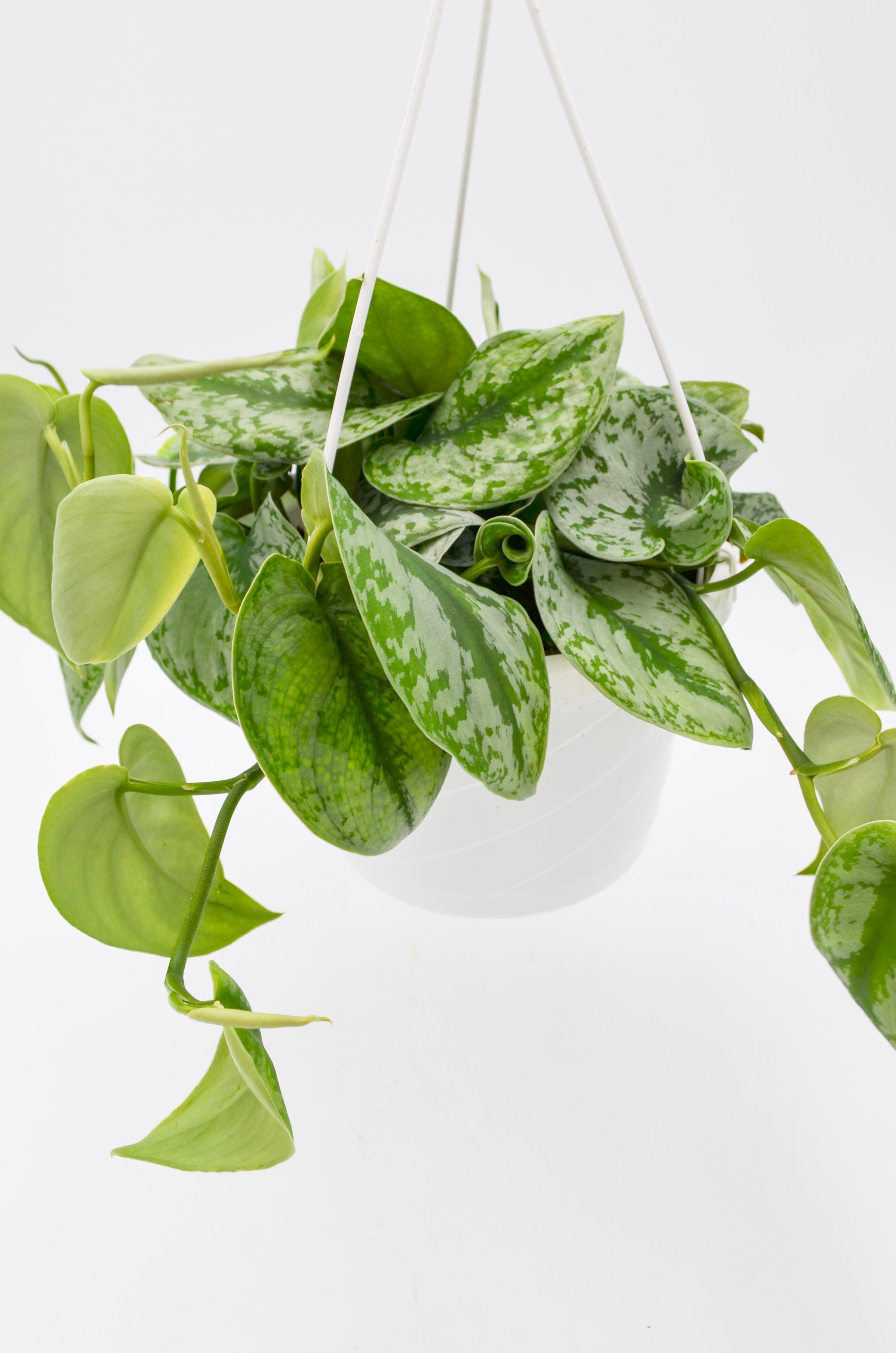 Pothos "Satin" (Scindapsus pictus) - Large leaf variety