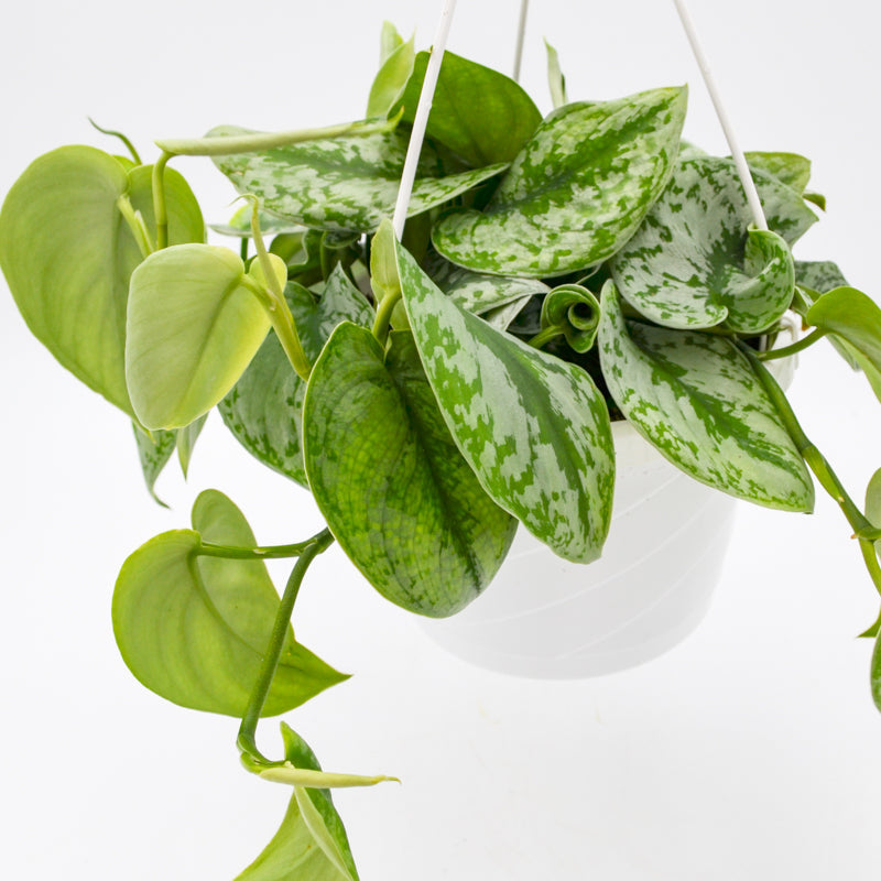 Pothos "Satin" (Scindapsus pictus) - Large leaf variety