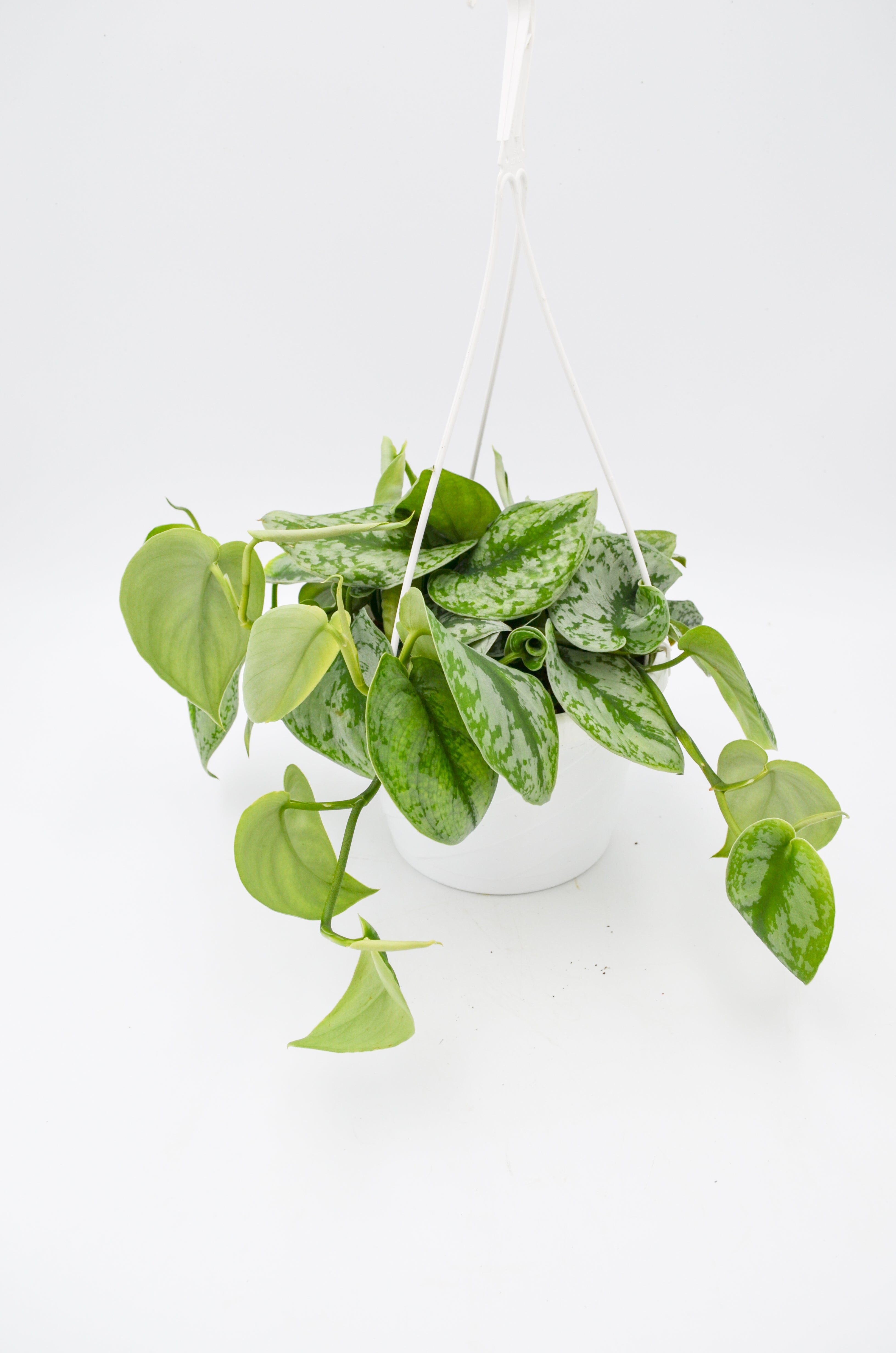Pothos "Satin" (Scindapsus pictus) - Large leaf variety