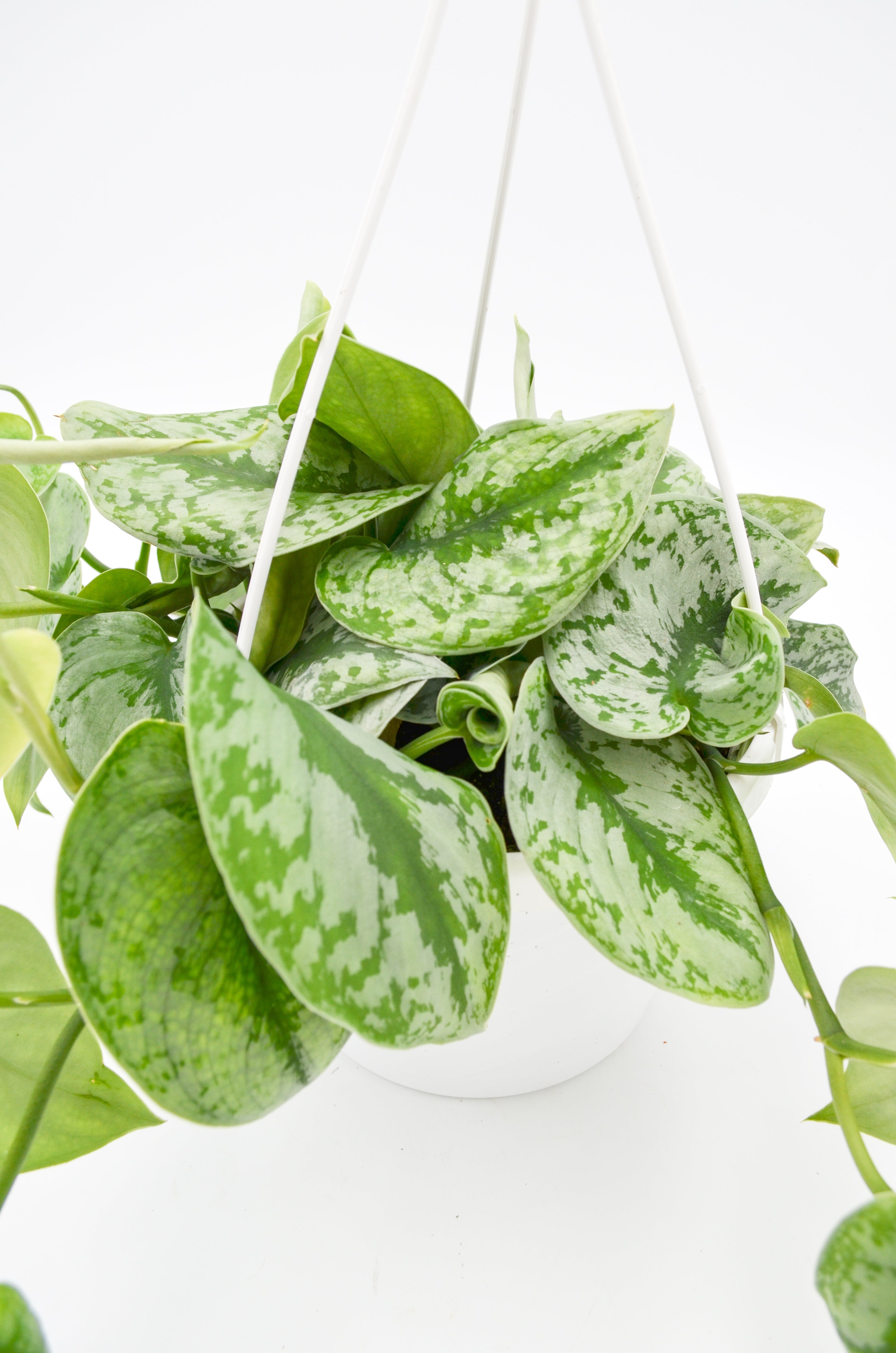 Pothos "Satin" (Scindapsus pictus) - Large leaf variety