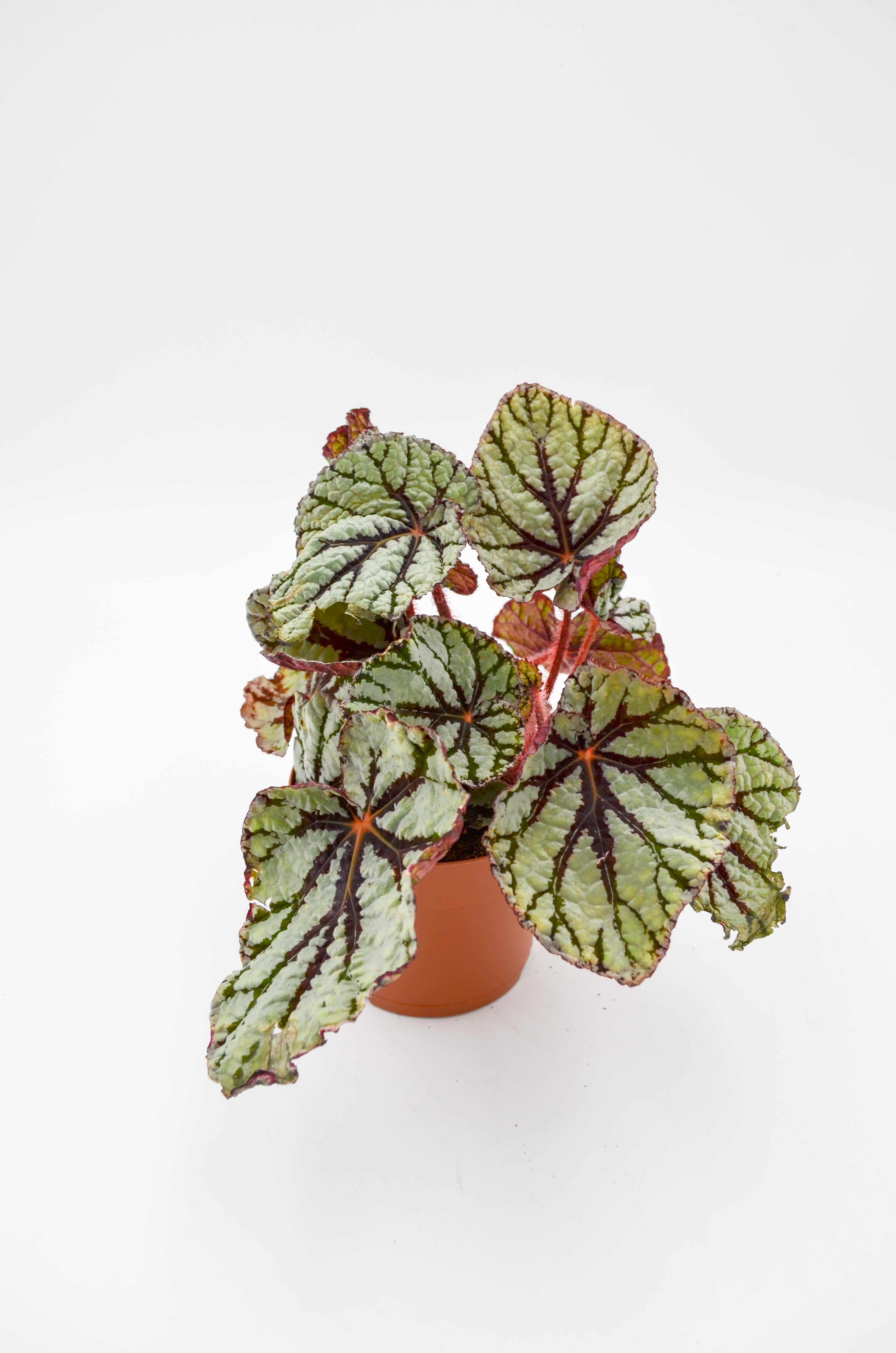 Rex Begonia Hybrid "Fedor"