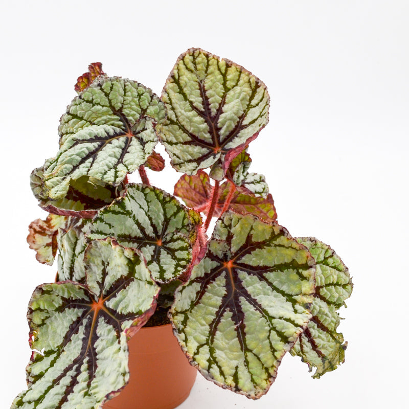 Rex Begonia Hybrid "Fedor"