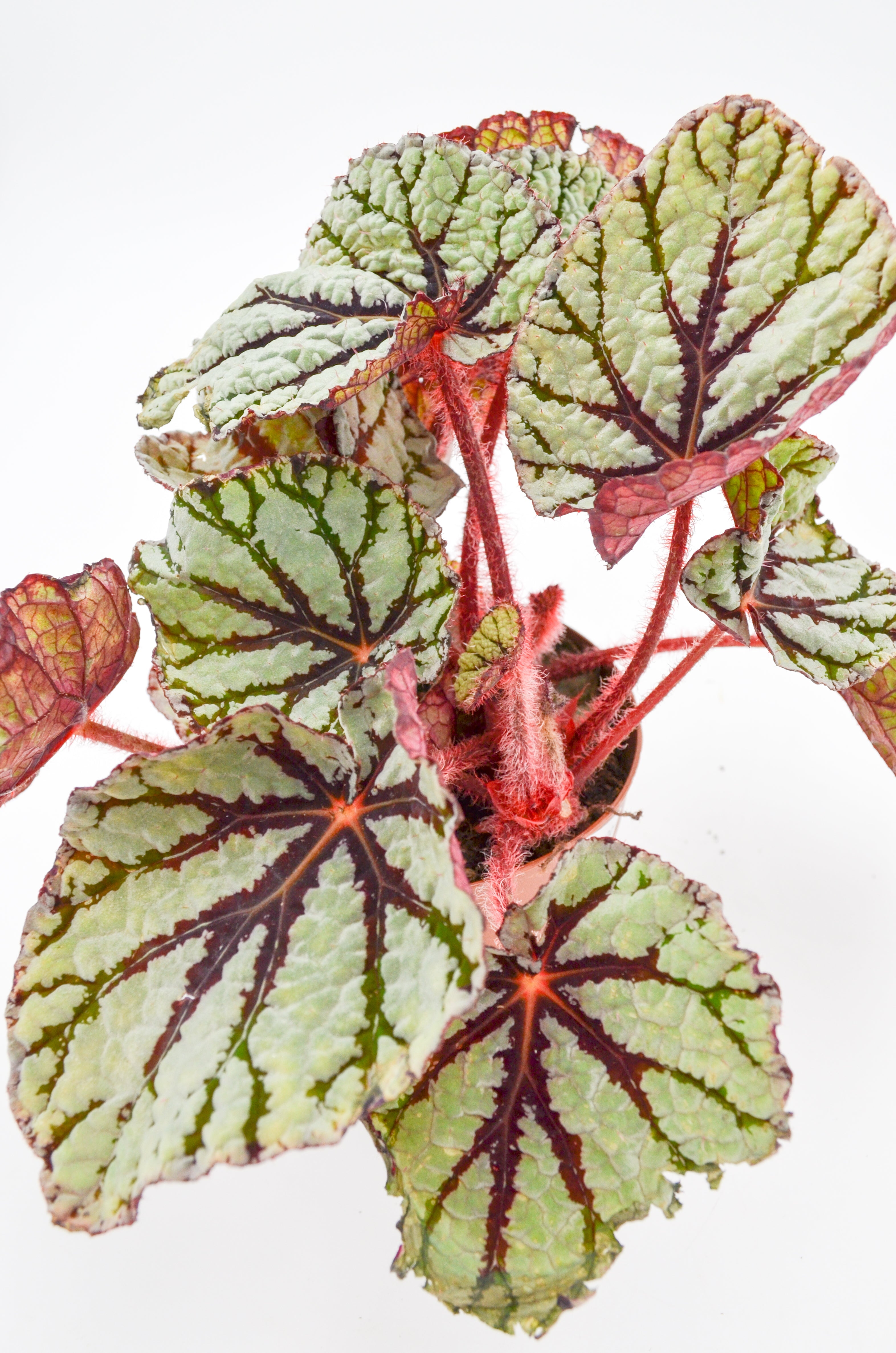 Rex Begonia Hybrid "Fedor"