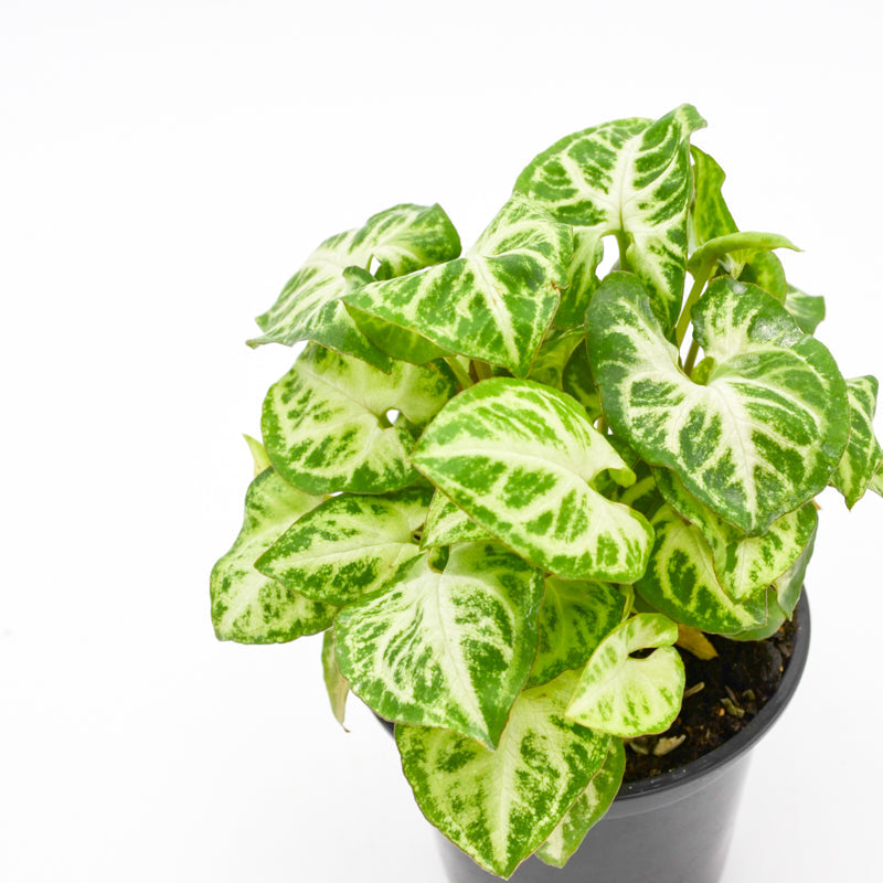 Arrowhead Vine Assorted (Syngonium)