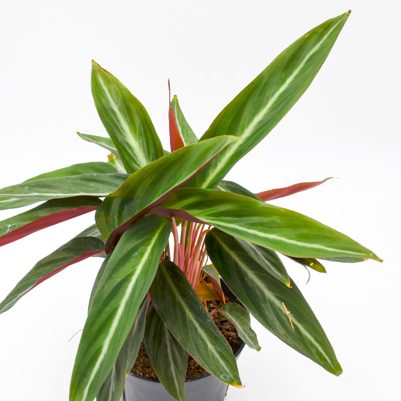 Stromanthe sanguinea, Non-variegated
