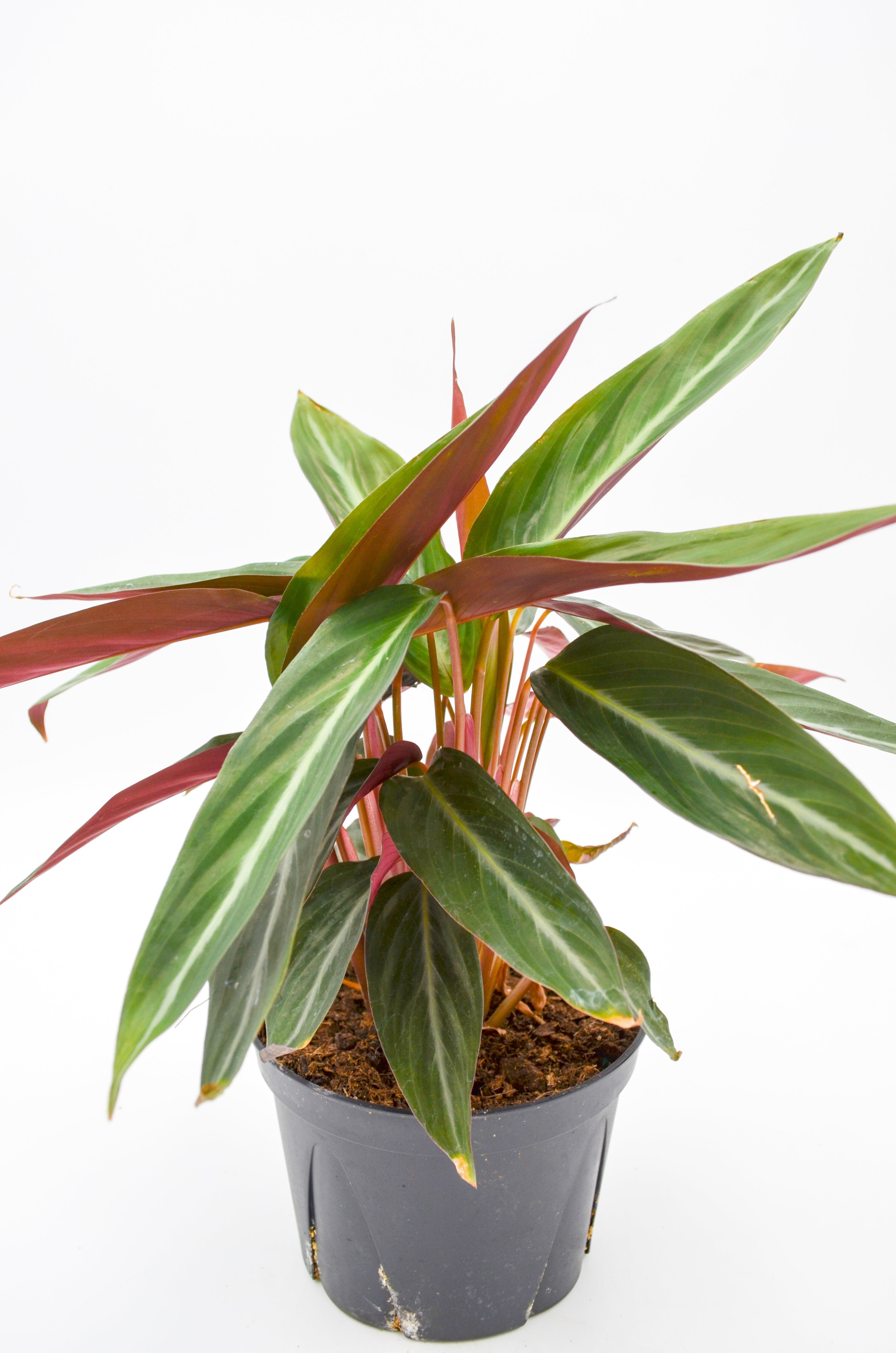 Stromanthe sanguinea, Non-variegated