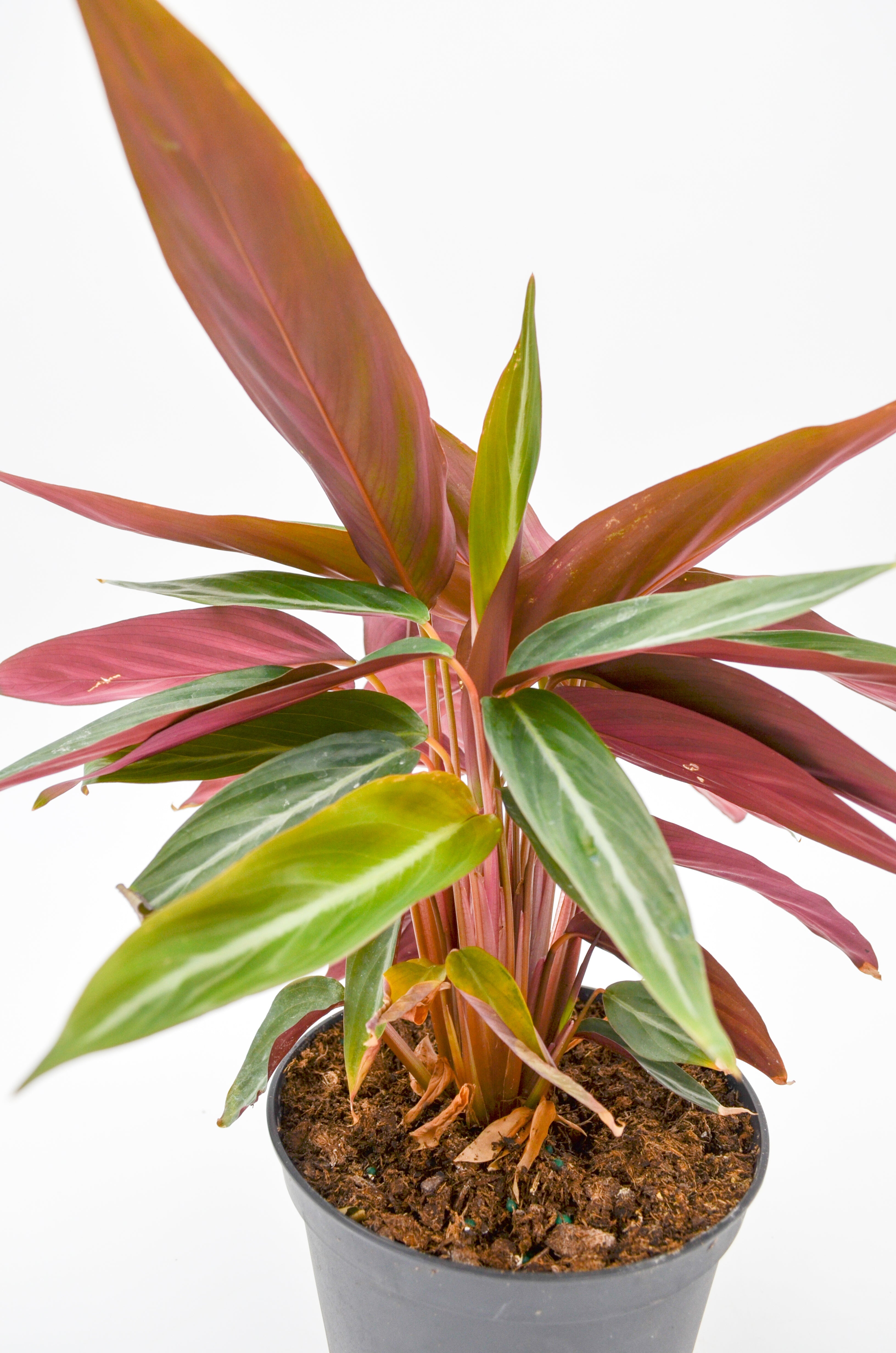 Stromanthe sanguinea, Non-variegated