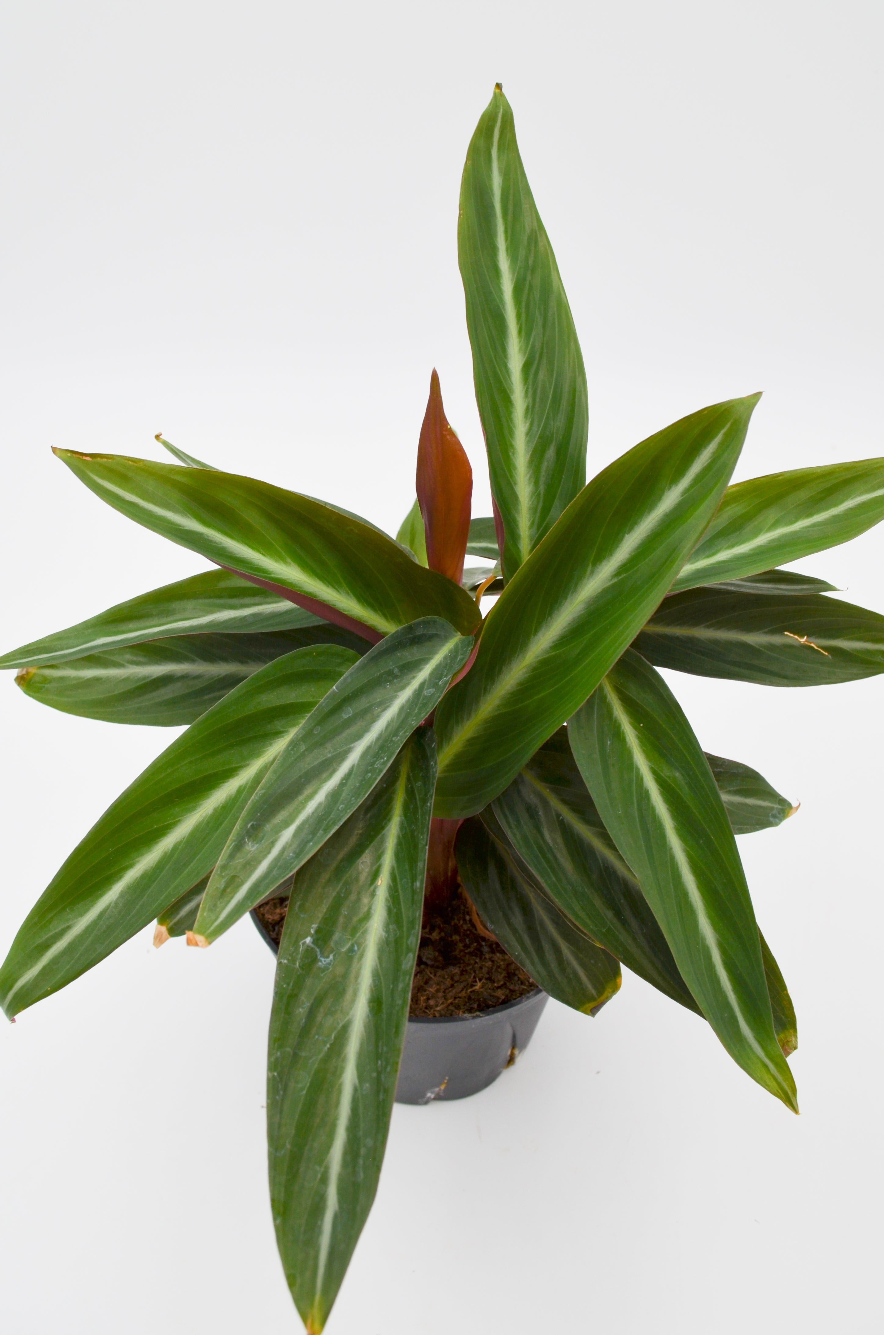 Stromanthe sanguinea, Non-variegated