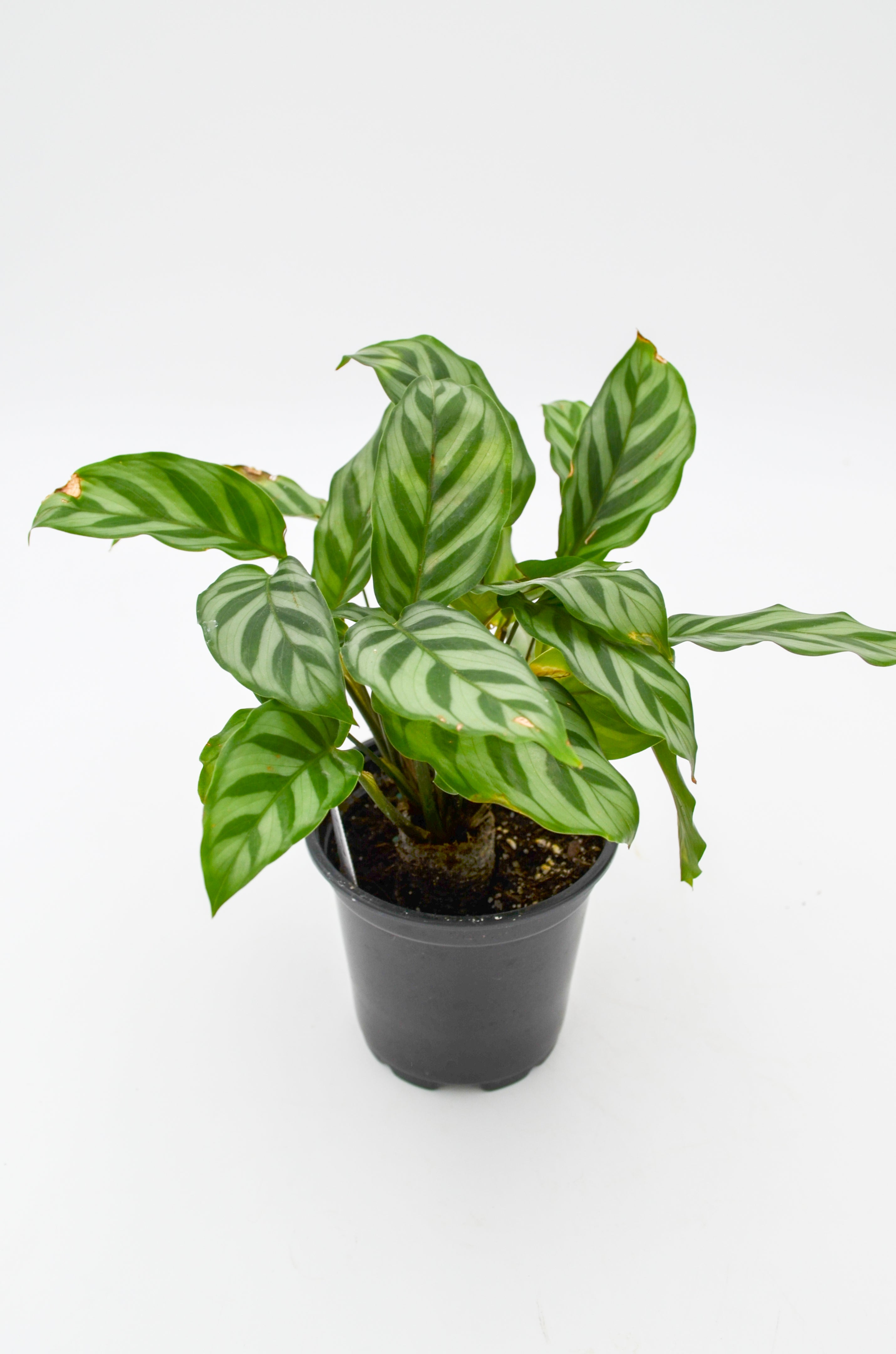 Calathea "Freddie" (Calathea concinna)