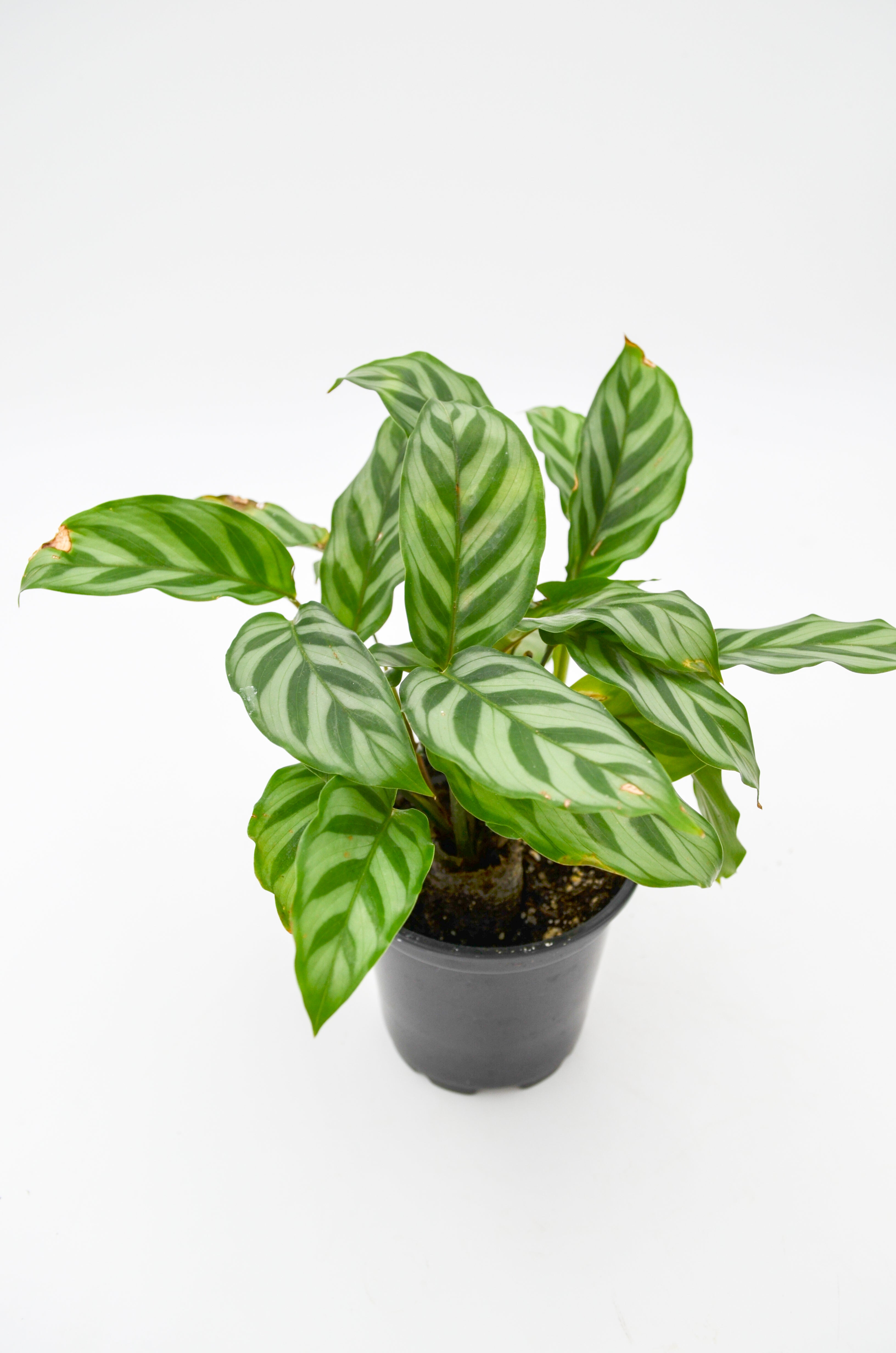 Calathea "Freddie" (Calathea concinna)