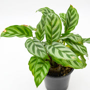 Calathea "Freddie" (Calathea concinna)