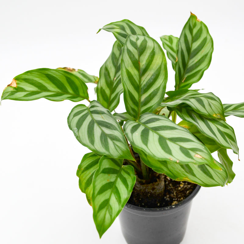 Calathea "Freddie" (Calathea concinna)