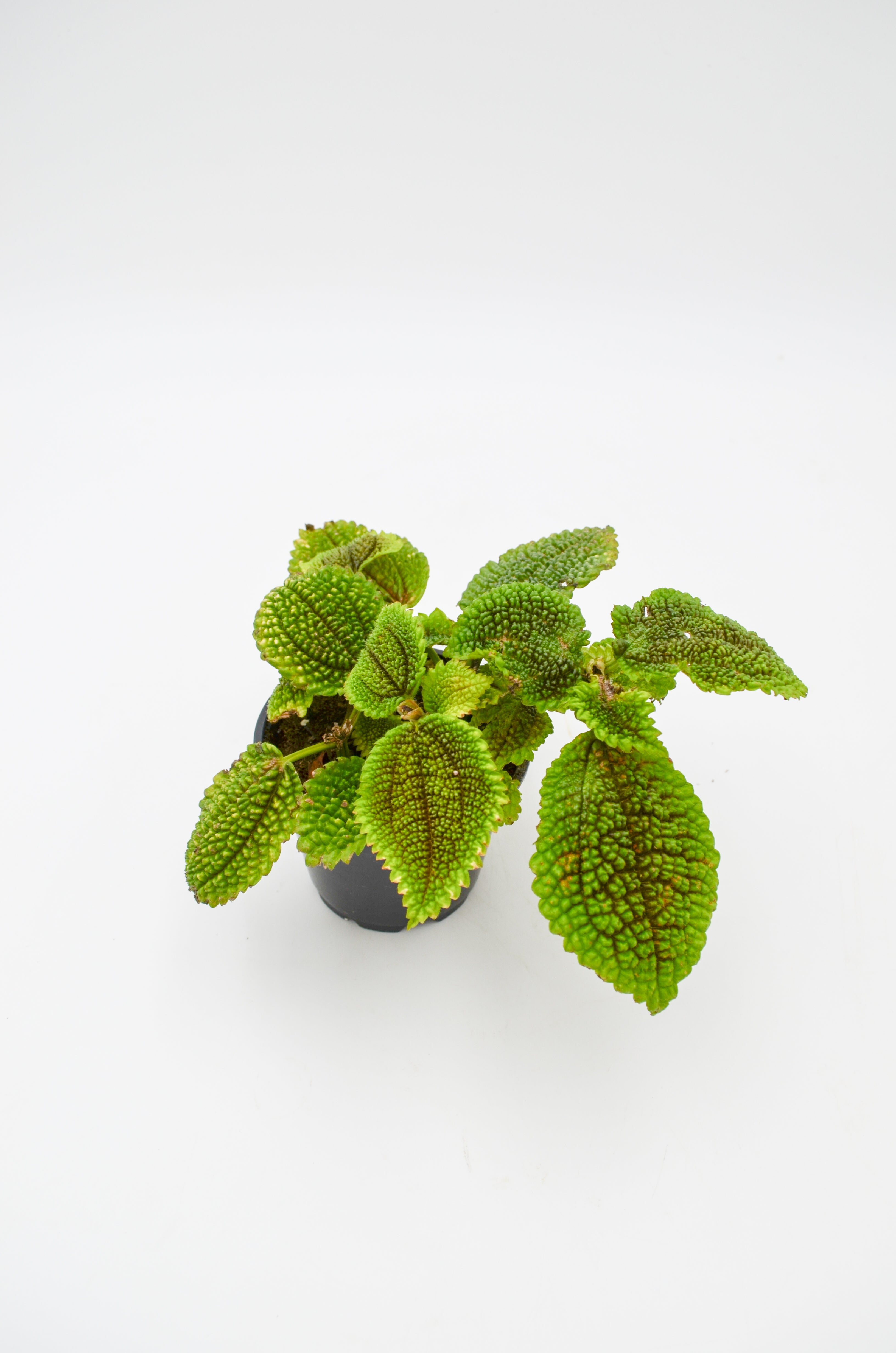 Pilea mollis "Moon Valley"