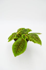 Pilea mollis "Moon Valley"
