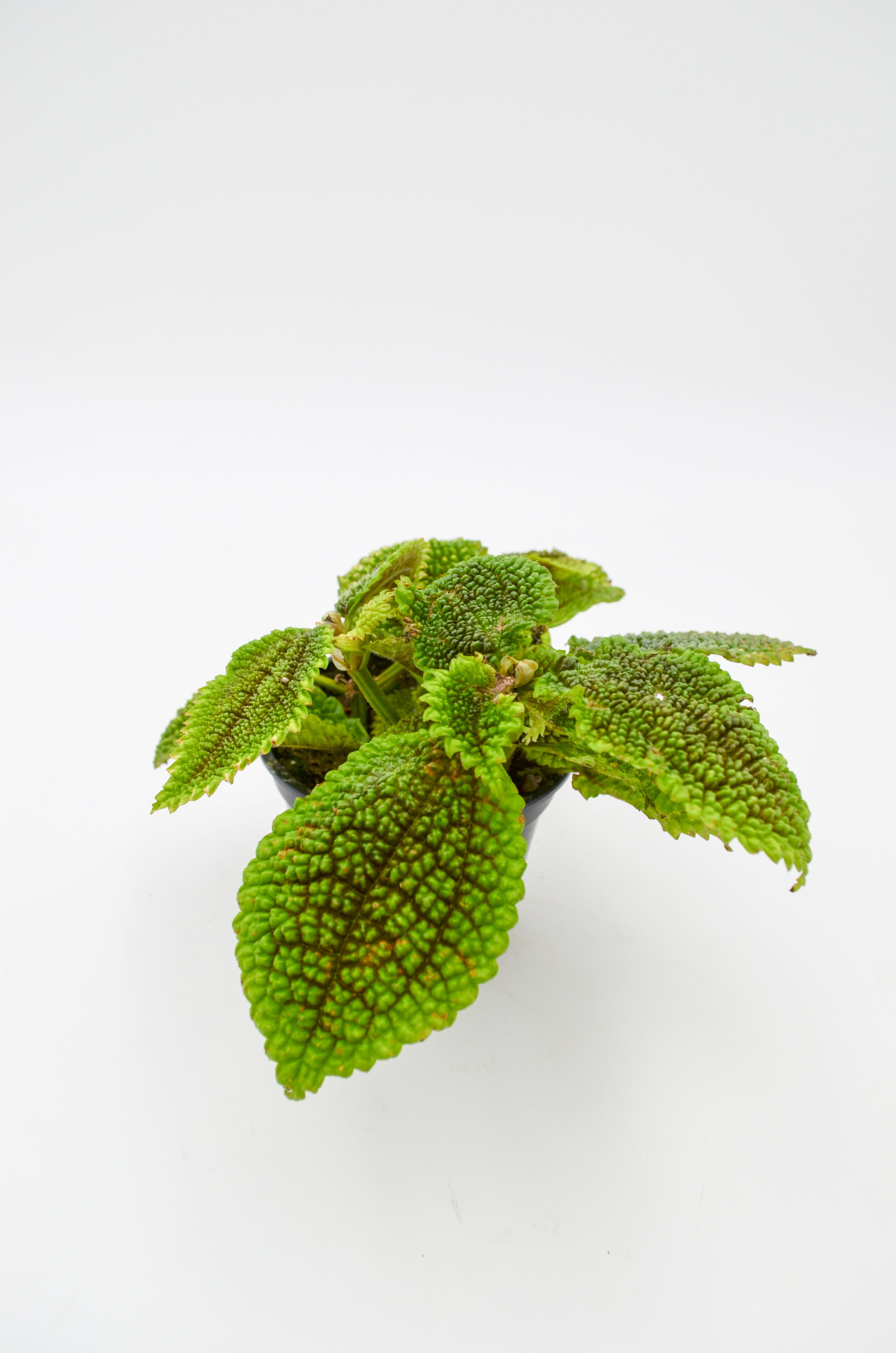 Pilea mollis "Moon Valley"
