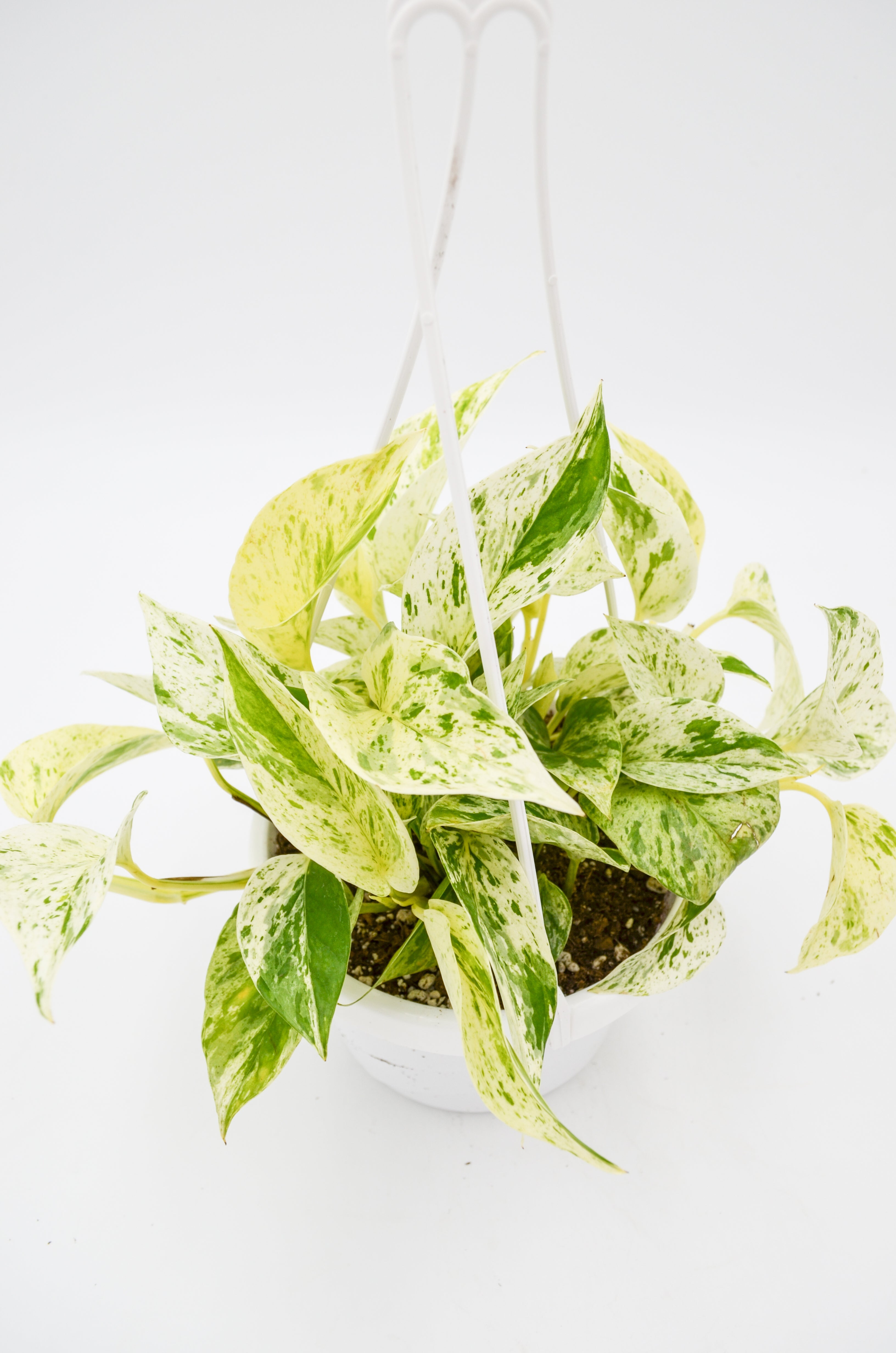 Pothos "Marble Queen" (Epipremnum aureum)