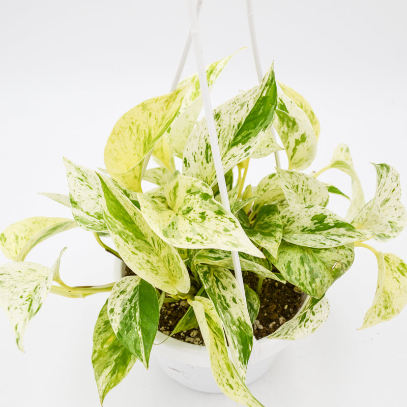 Pothos "Marble Queen" (Epipremnum aureum)