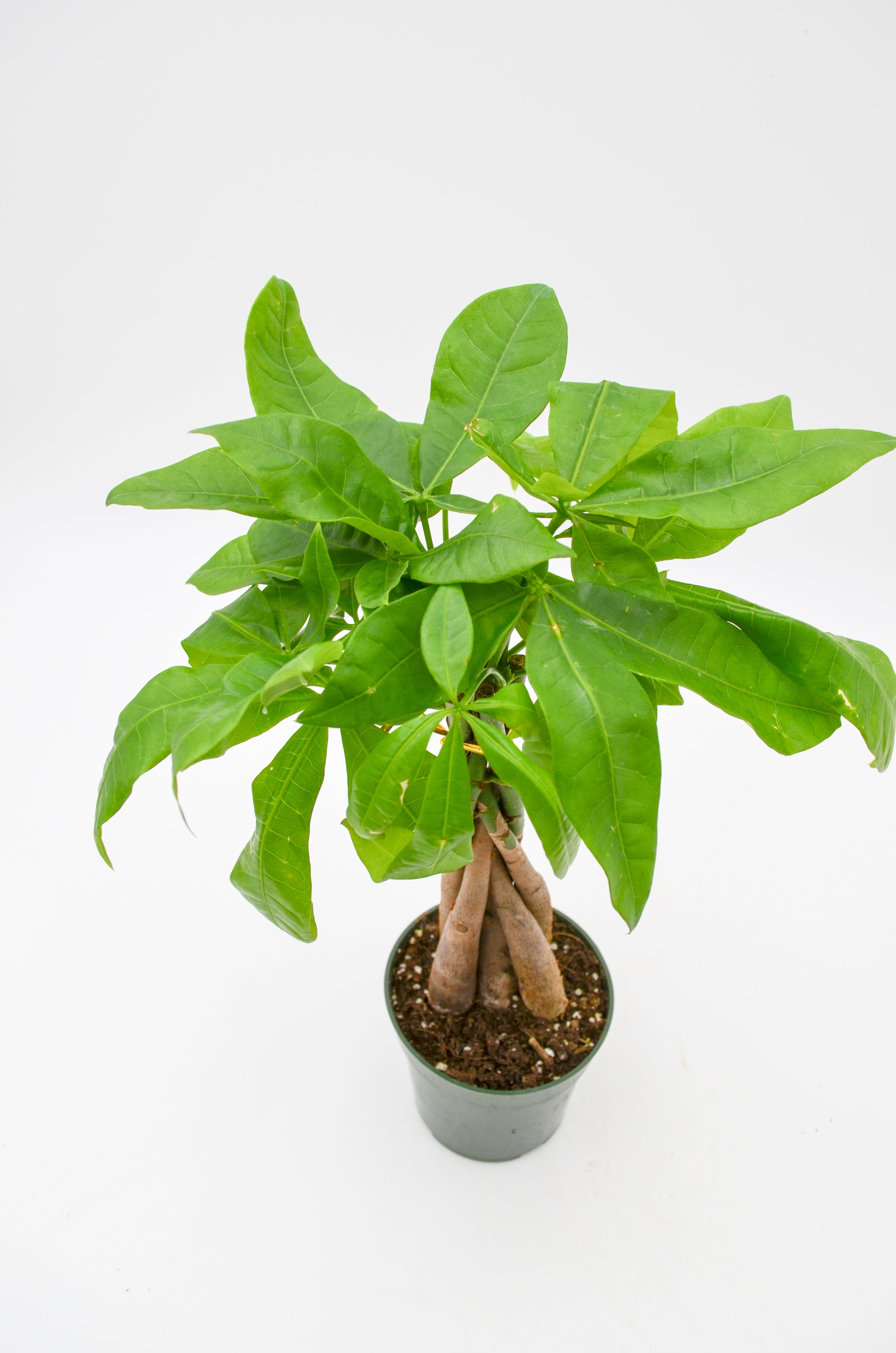 Money Tree (Pachira aquatica)