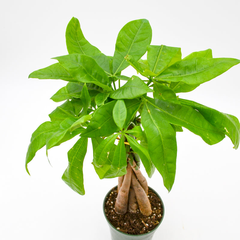 Money Tree (Pachira aquatica)