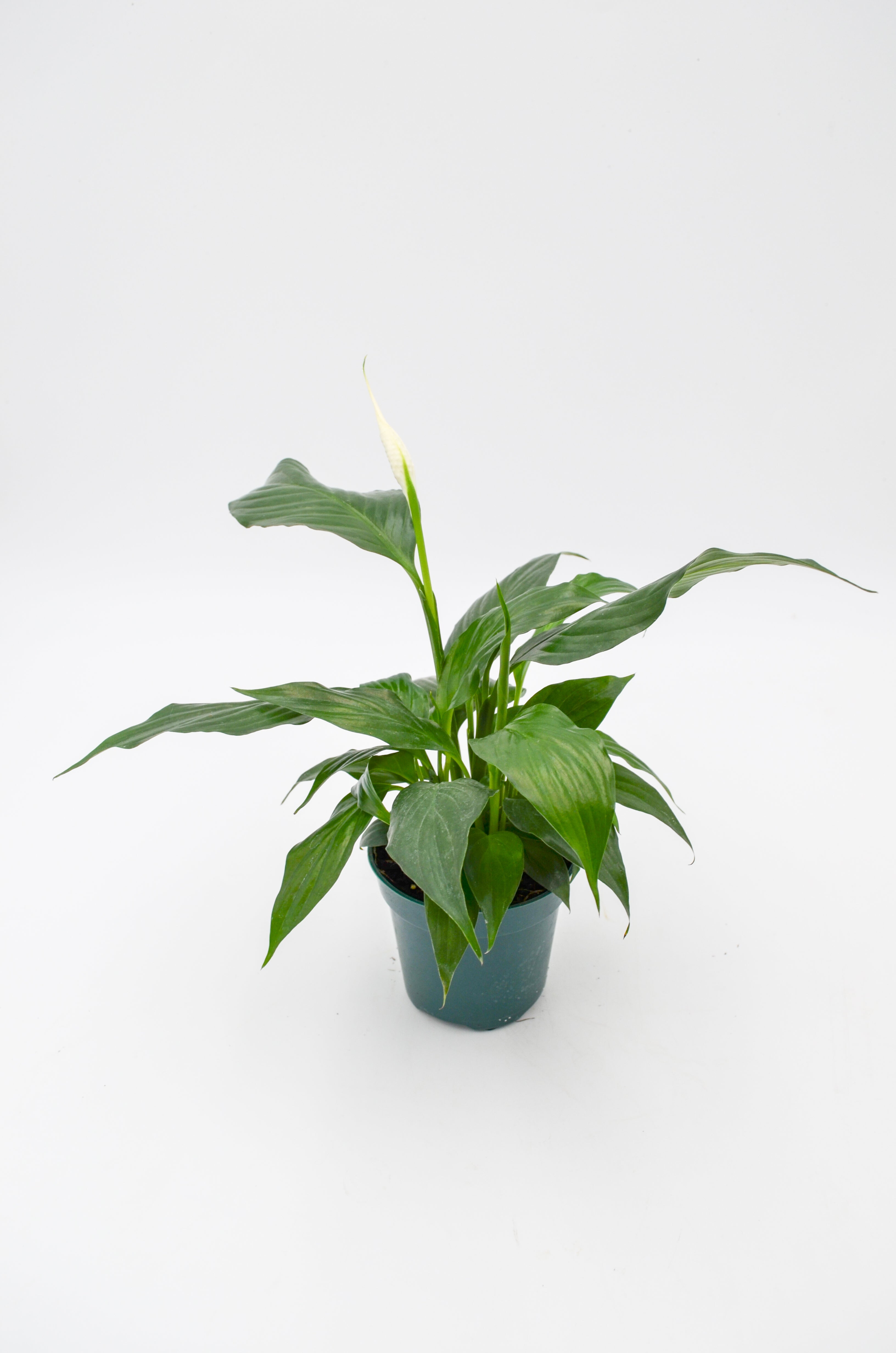 Peace Lily (Spathiphyllum)